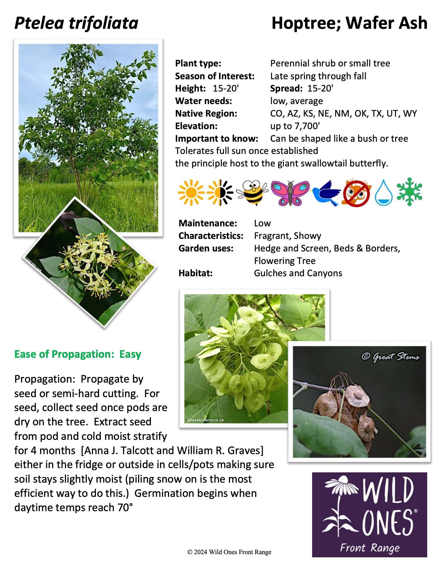 Ptelea trifoliata (Hop tree, wafer ash) – Tree – Native Plant Species Sheet