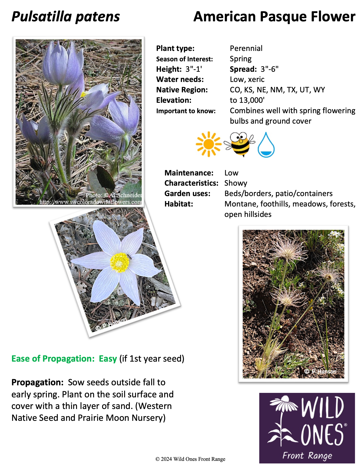 Pulsitilla patens ssp multifida (American Pasque Flower) – Forb – Native Plant Species Sheet