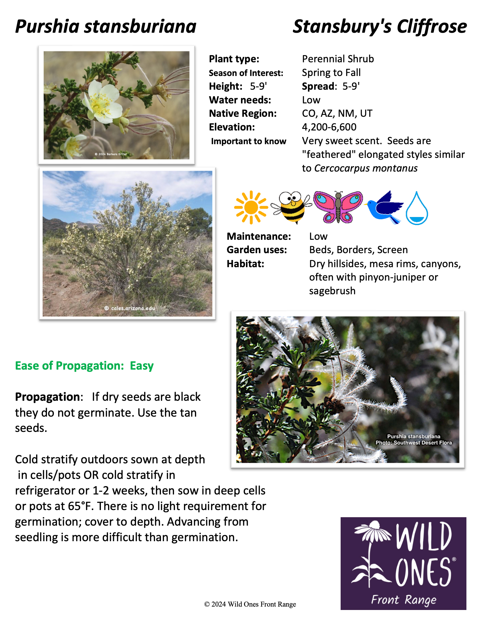 Purshia stansburiana (Stansbury's Cliffrose) – Shrub – Native Plant Species Sheet