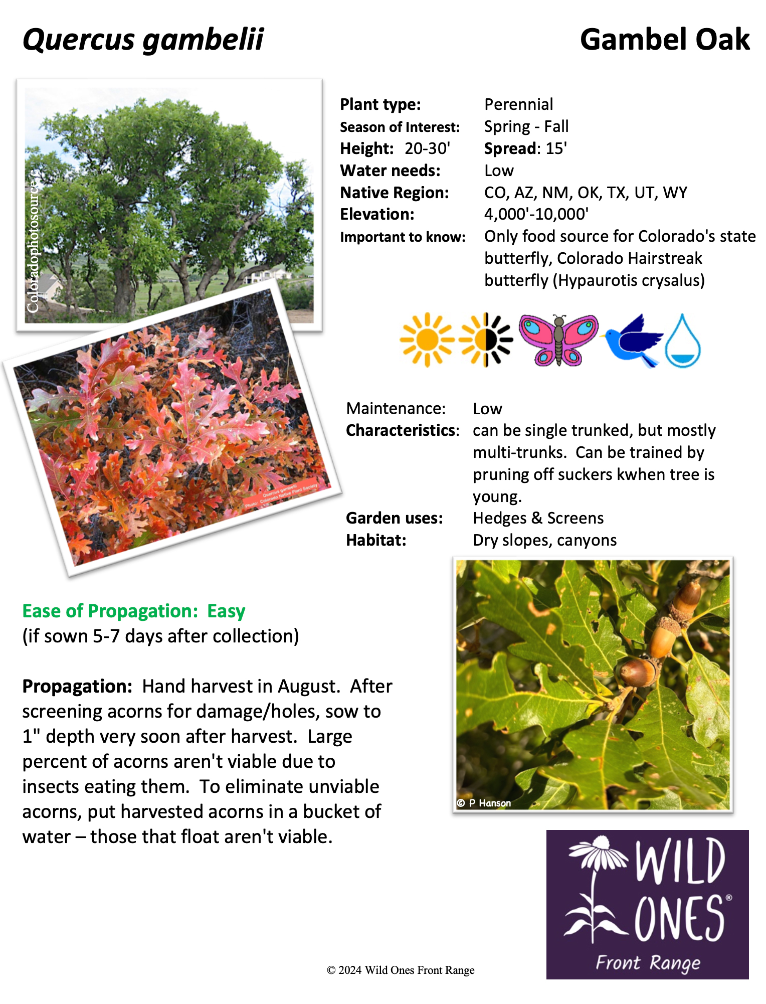 Quercus gambelii (Gambel Oak) – Tree – Native Plant Species Sheet