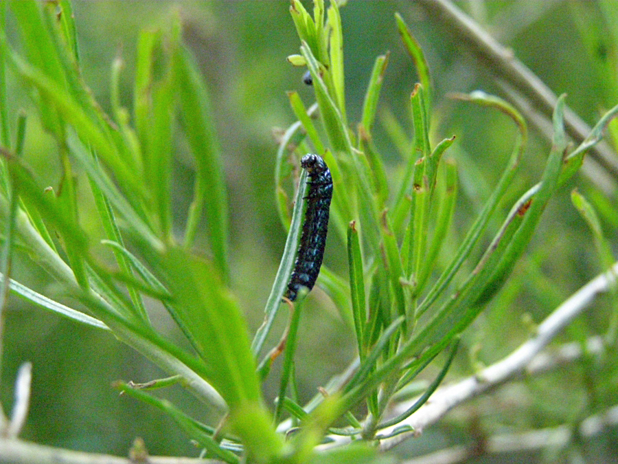 Beetle larvae on rabbitbrush.