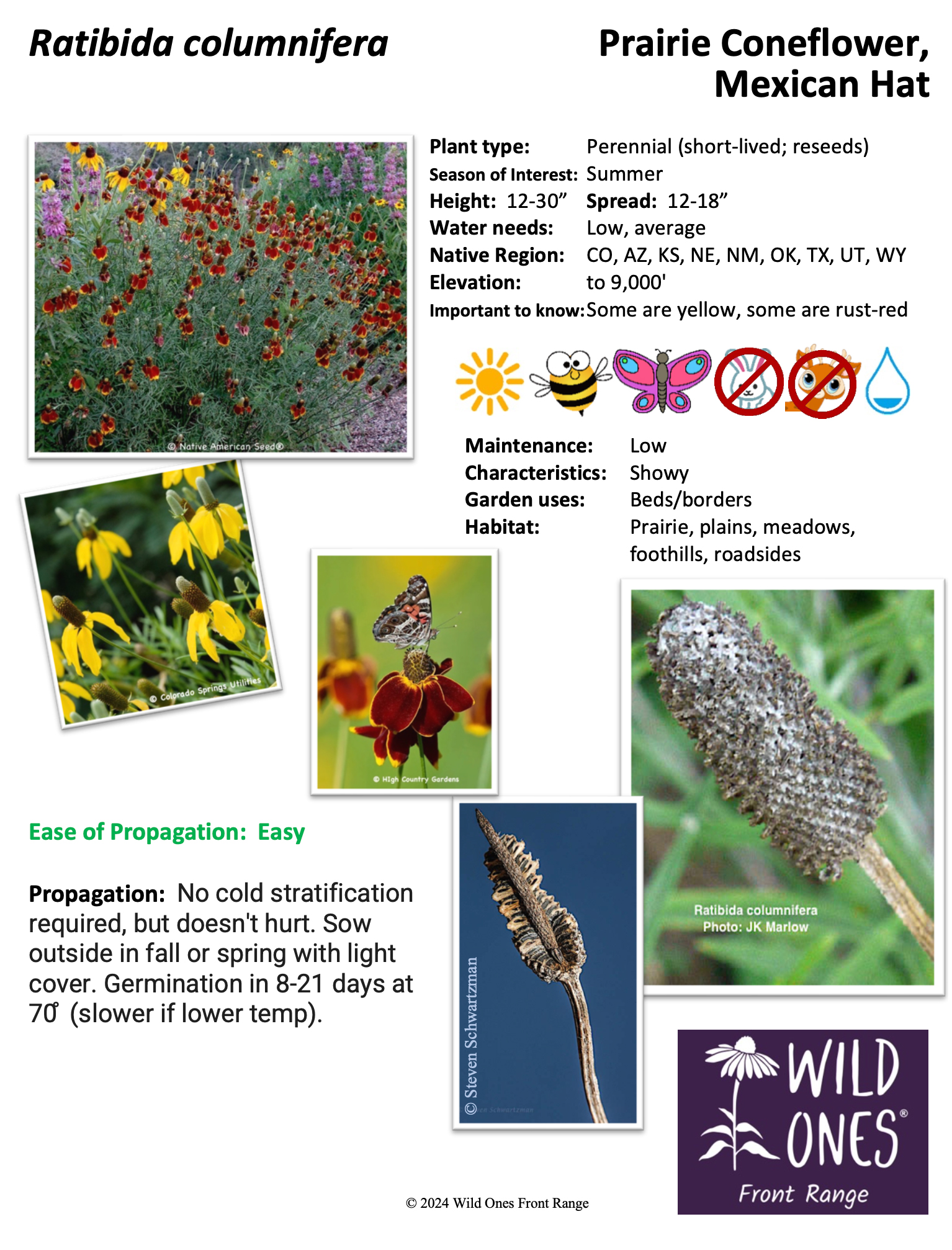 Ratibida columnifera (Prairie Coneflower, Mexican Hat) – Forb – Native Plant Species Sheet