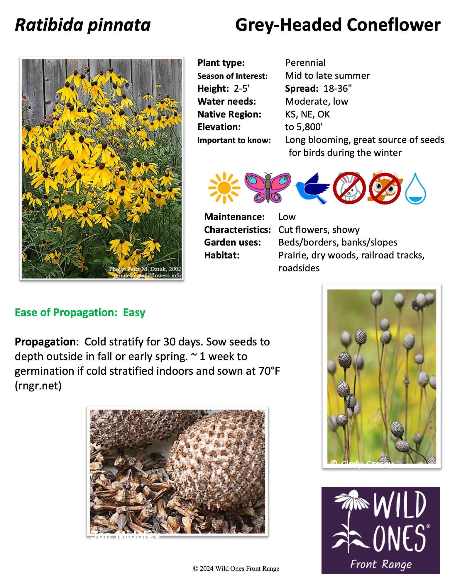 Ratibida pinnata (Grey-Headed Coneflower) – Forb – Native Plant Species Sheet