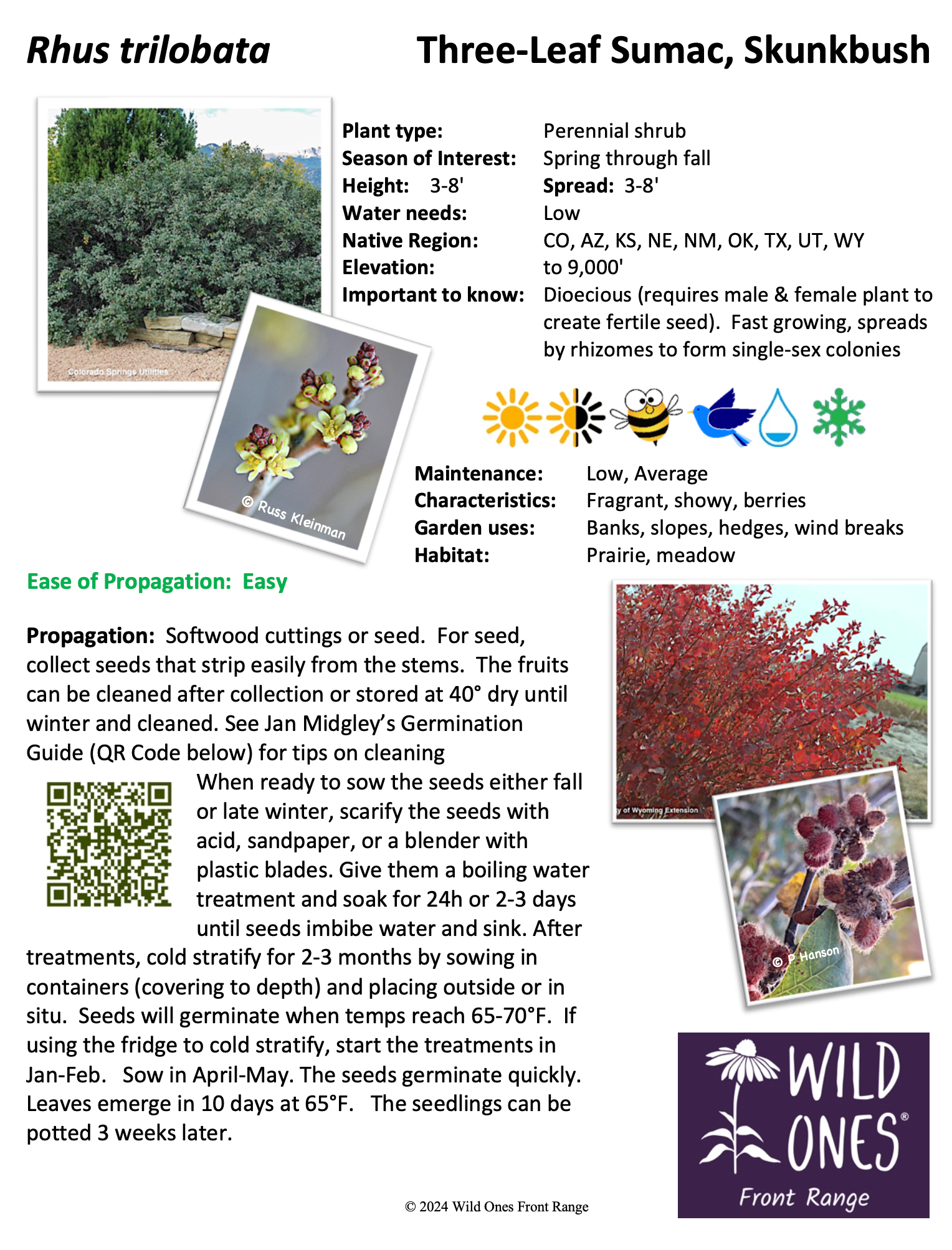 Rhus trilobata (Three-Leaf Sumac, Skunkbush) – Shrub – Native Plant Species Sheet