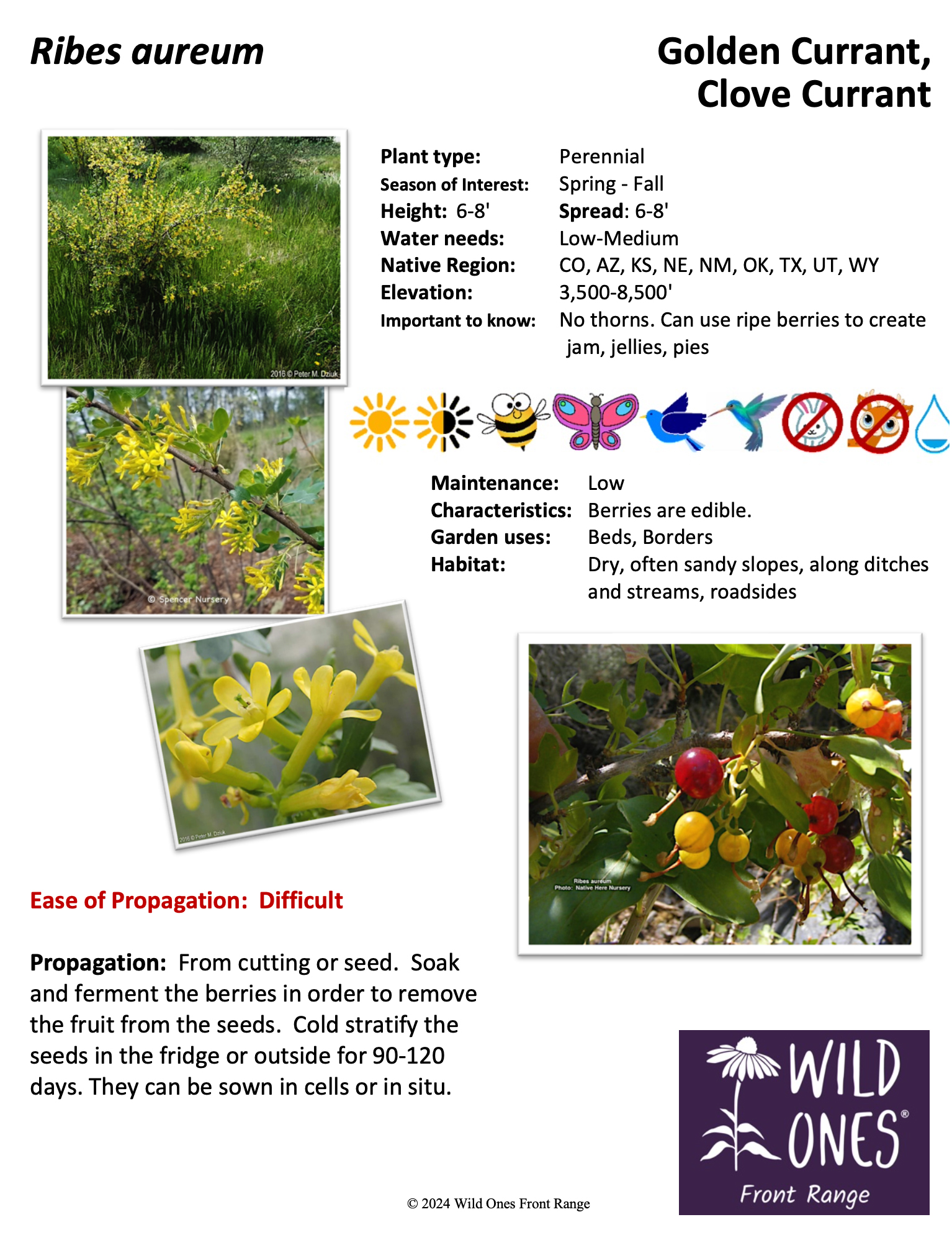 Ribes aureum (Golden Currant, Clove Currant) - Shrub – Native Plant Species Sheet