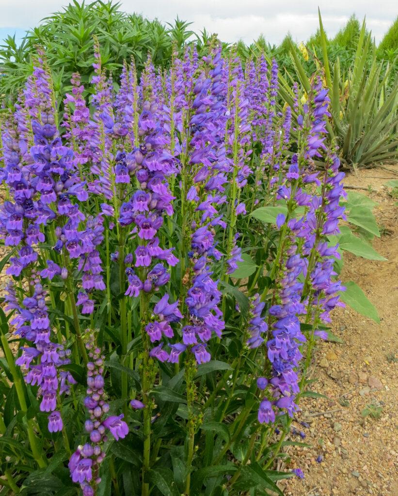 Penstemon strictus (Rocky Mountain Penstemon/Beardtongue)