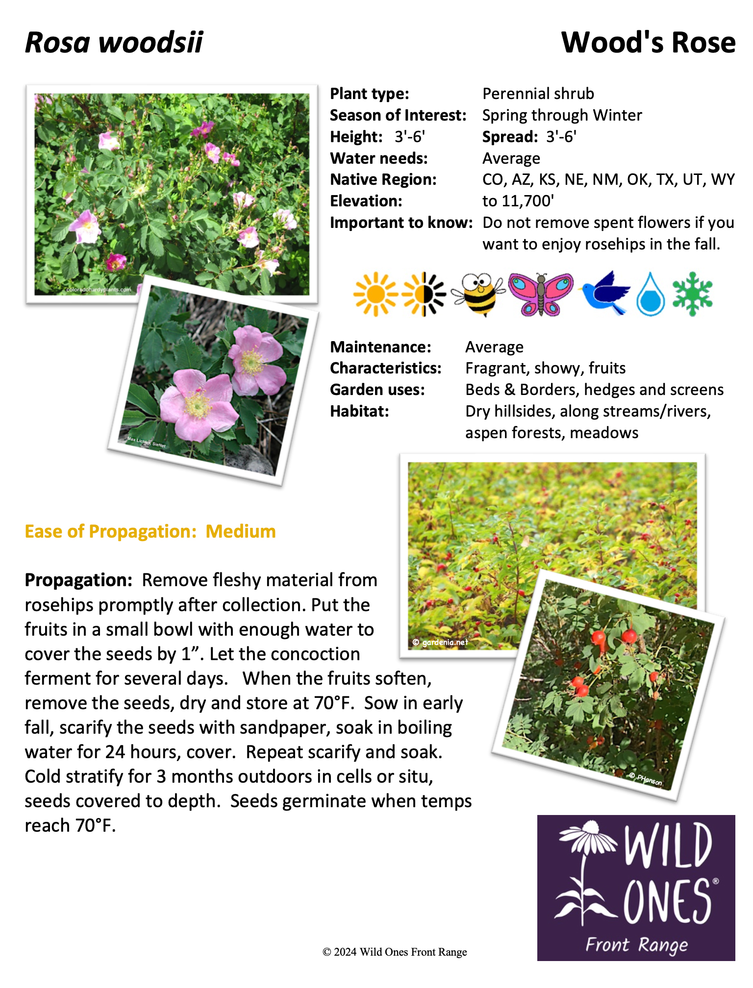 Rosa woodsii (Wood's Rose) – Shrub – Native Plant Species Sheet