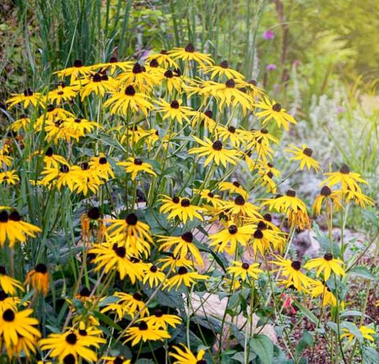 Rudbeckia hirta (Black-Eyed Susan)