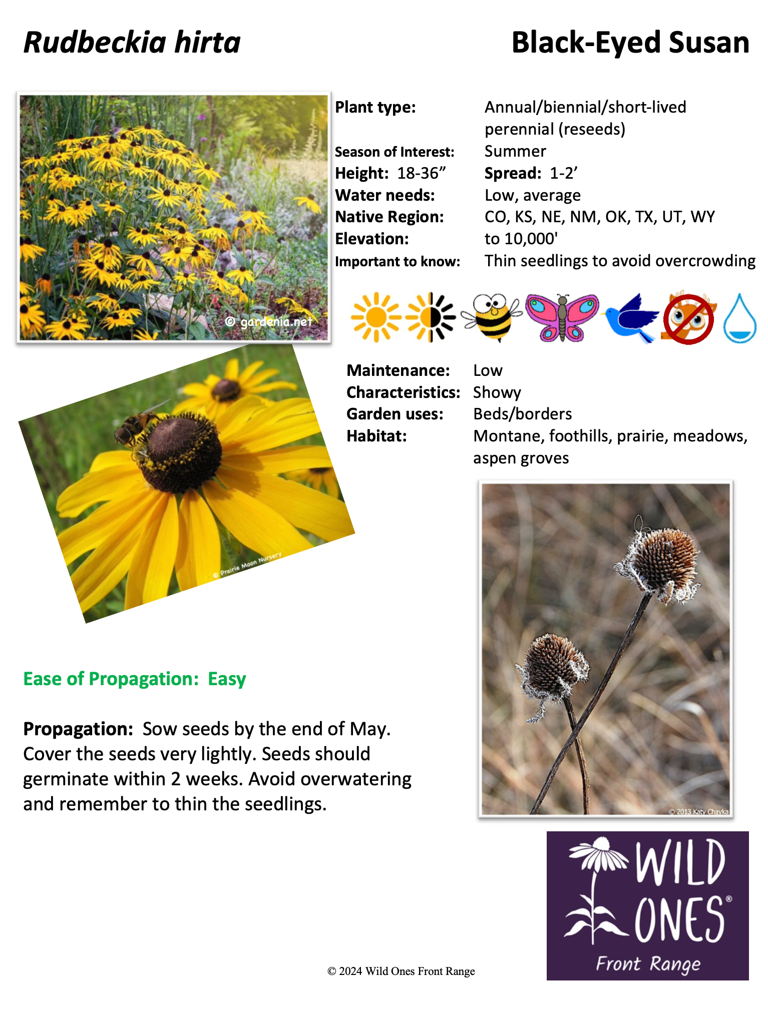 Rudbeckia hirta (Black-Eyed Susan) – Forb– Native Plant Species Sheet