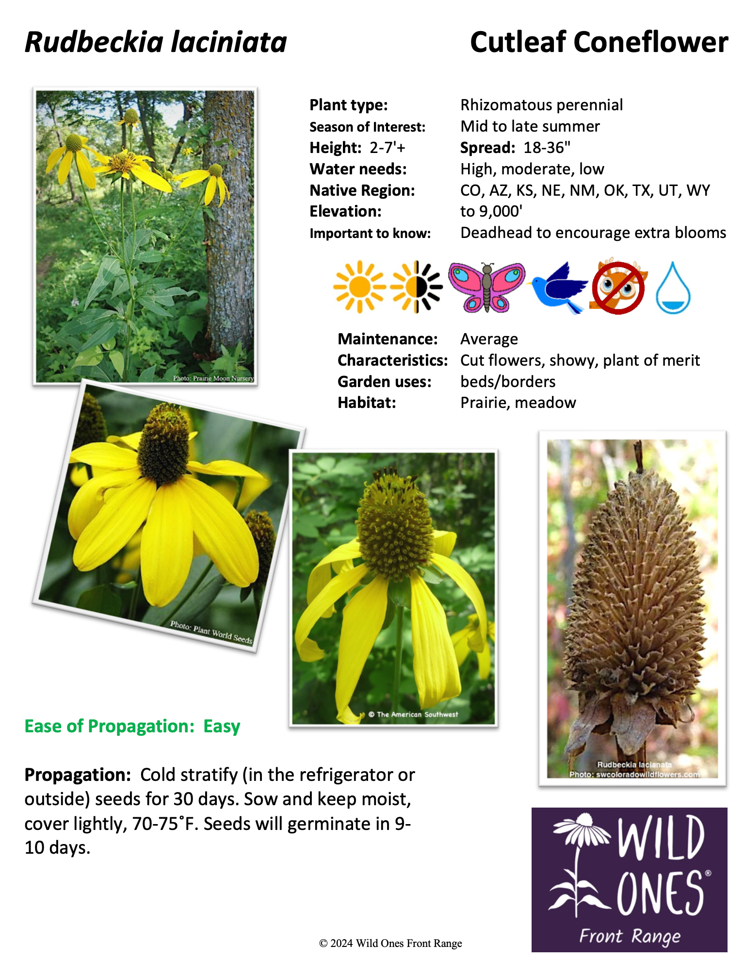Rudbeckia laciniata (Cutleaf Coneflower) – Forb – Native Plant Species Sheet