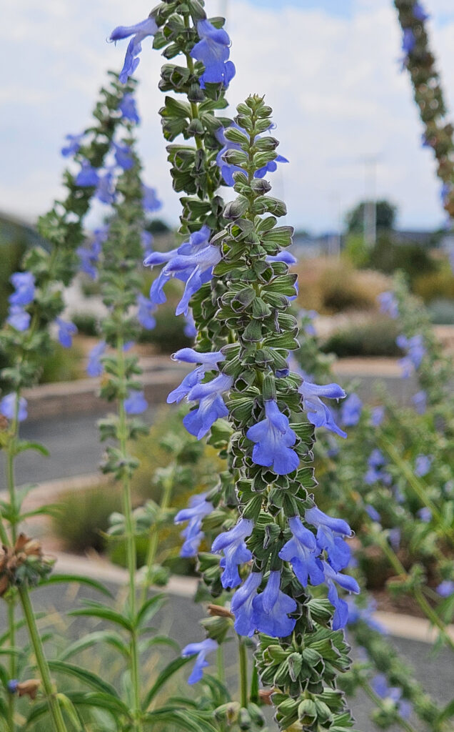 Salvia azurea var grandiflora Pitcher Sage, Blue Sage Idelle Fisher Northern Water