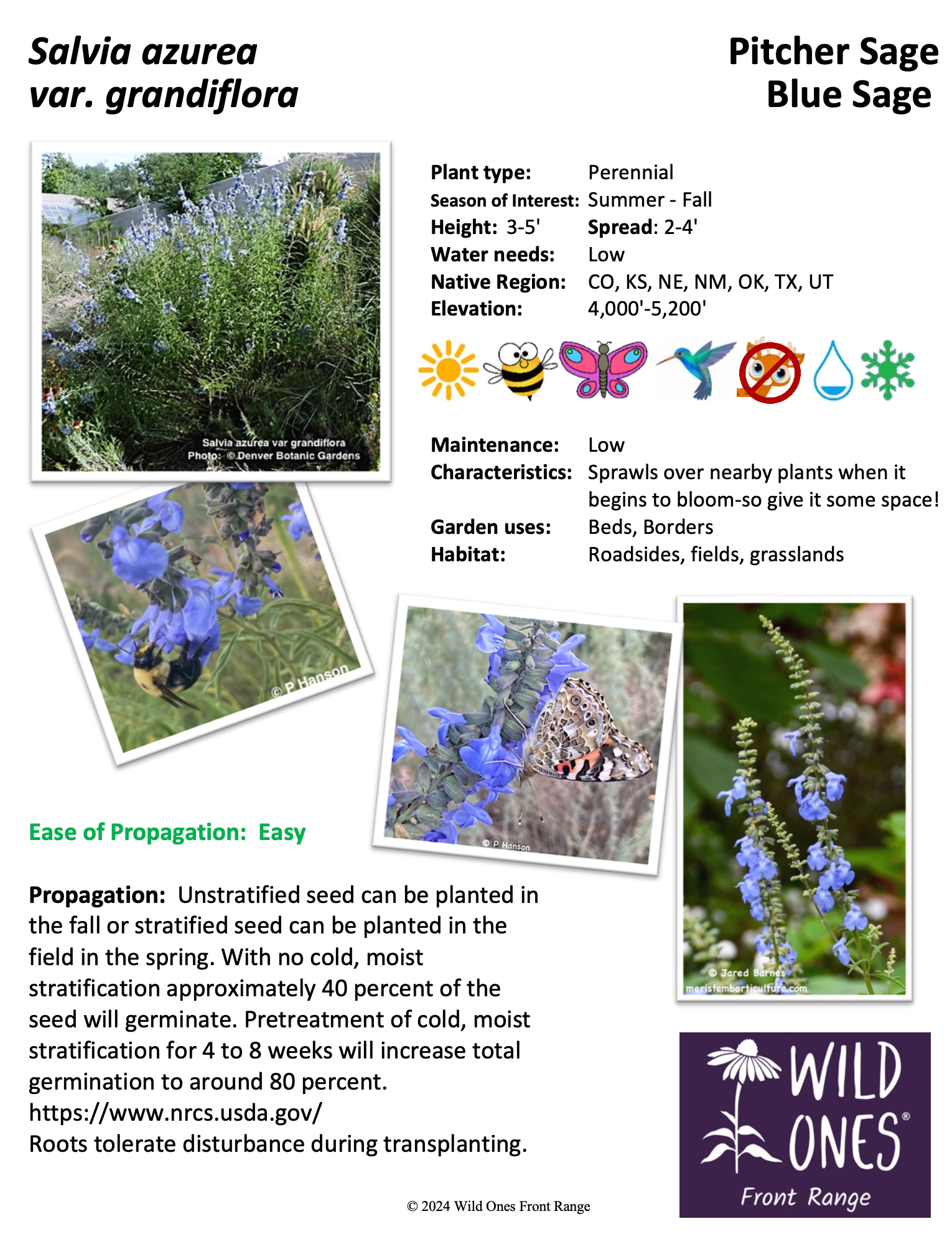 Salvia azurea var grandiflora (Pitcher Sage, Blue Sage) – Forb– Native Plant Species Sheet