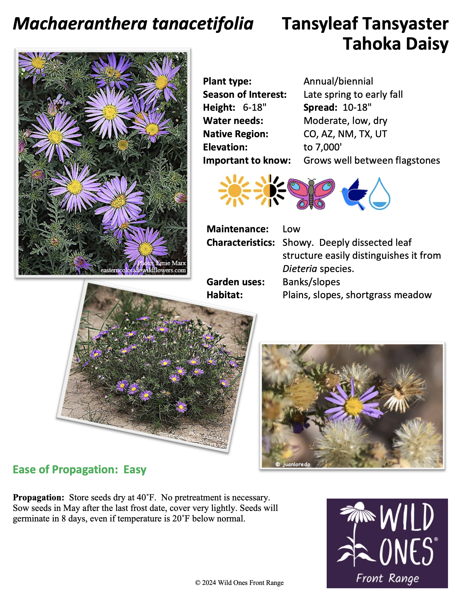 Machaeranthera tanacetifolia (Tansyleaf Tansyaster, Tahoka Daisy) – Forb – Native Plant Species Sheet