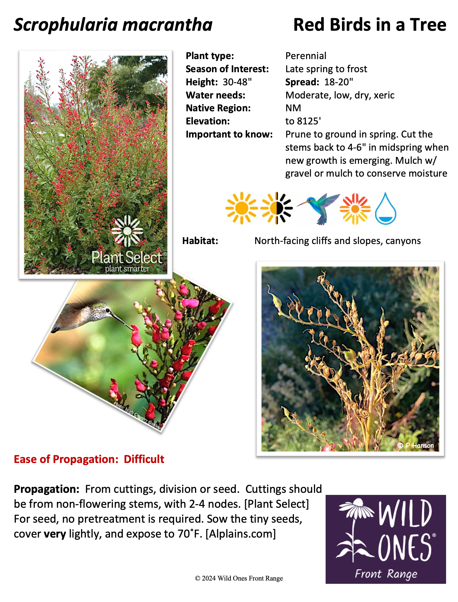 Scrophularia macrantha (Red Birds in a Tree) - Forb – Native Plant Species Sheet