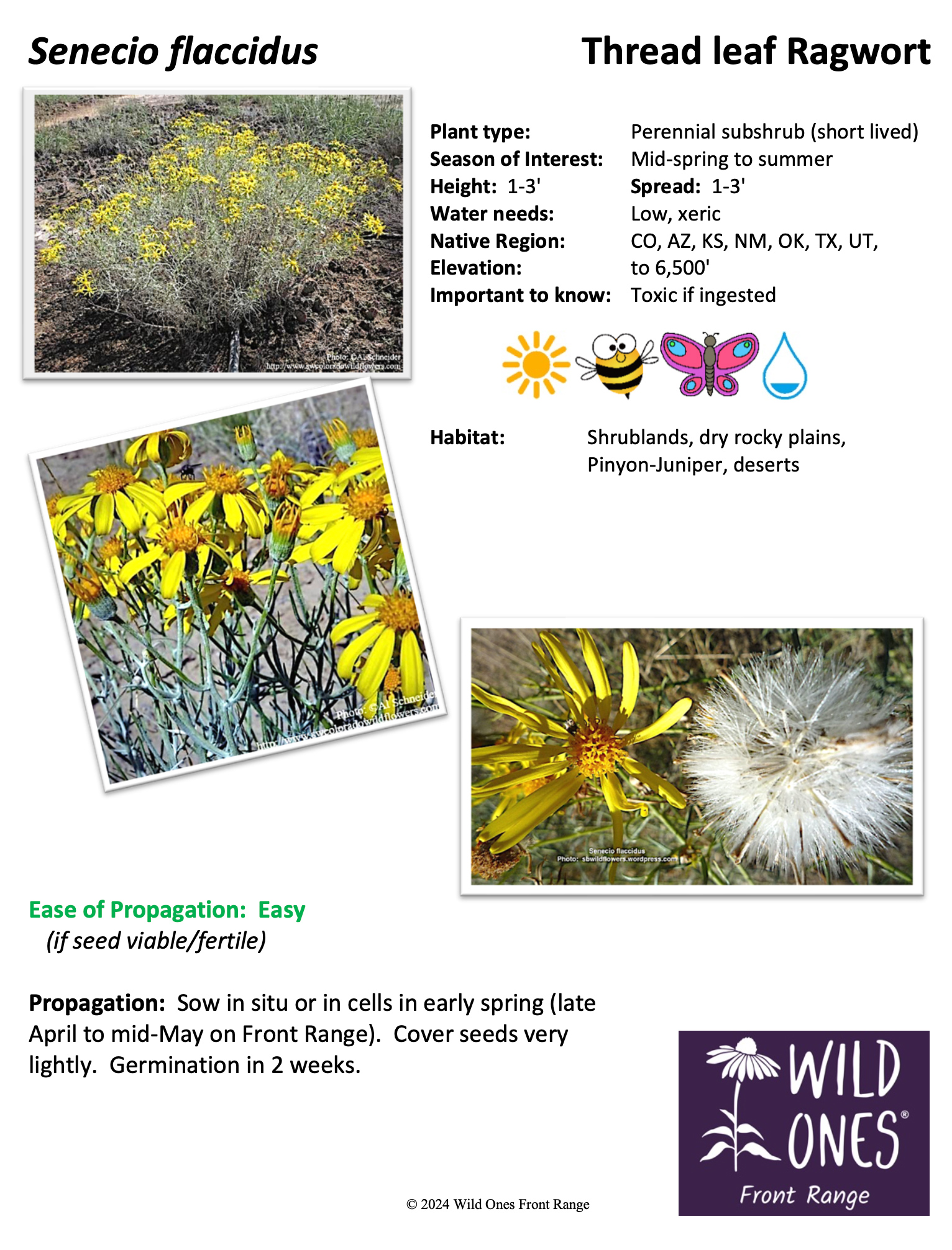 Senecio flaccidus (Thread leaf Ragwort) - Forb – Native Plant Species Sheet