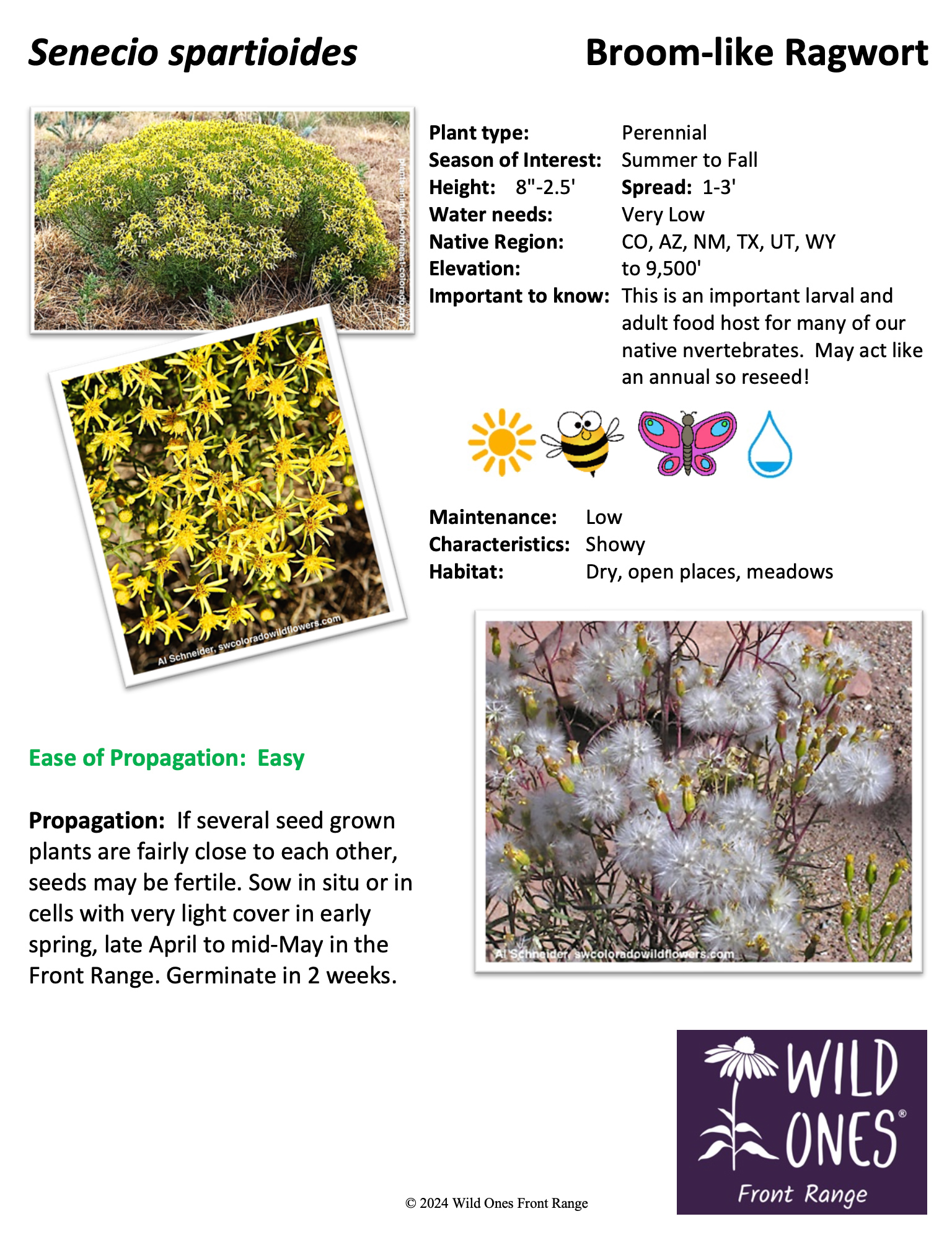 Senecio spartioides (Broom-like Ragwort) – Forb – Native Plant Species Sheet