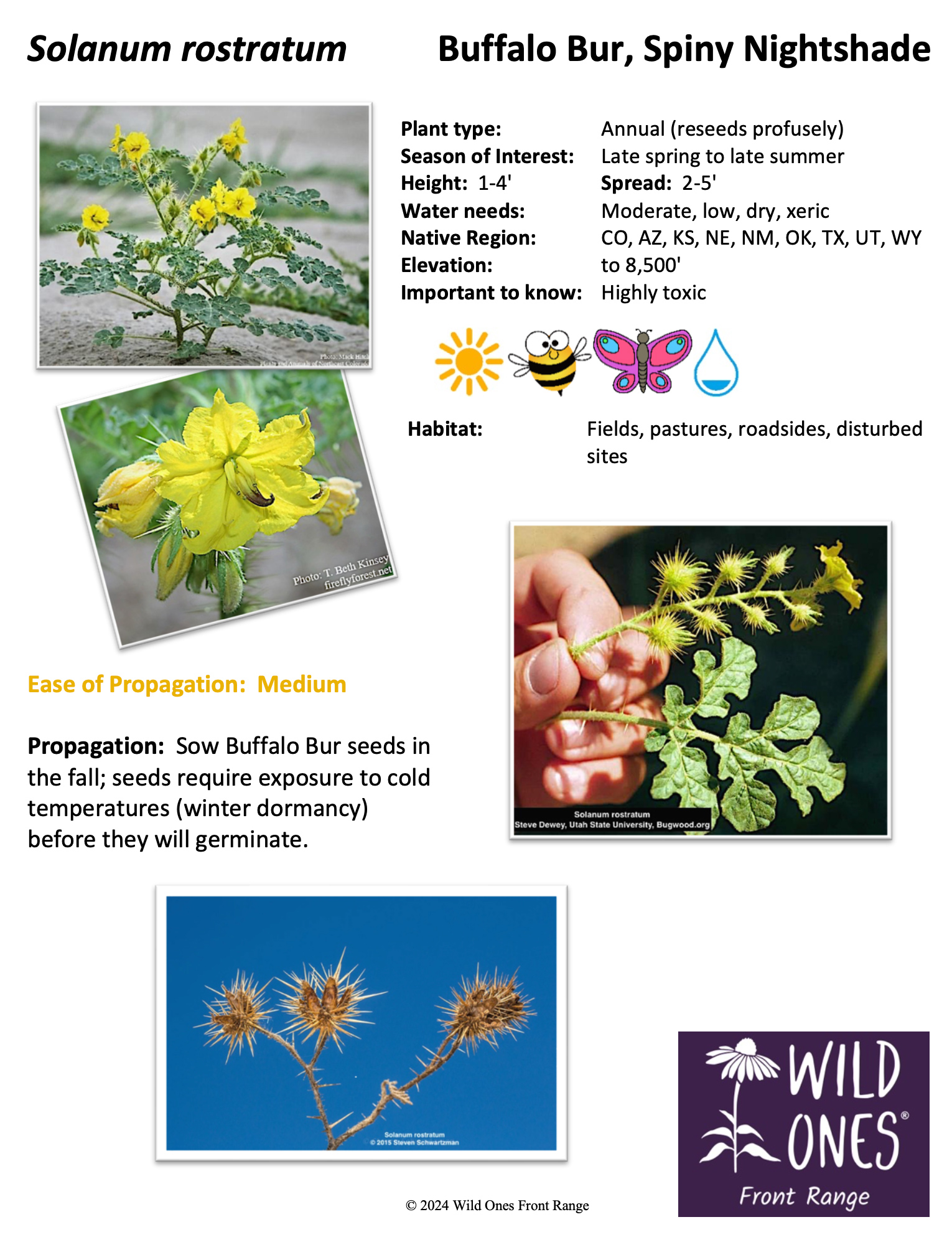 Solanum rostratum Buffalo Bur, Spiny Nightshade Native Plant Species Sheet