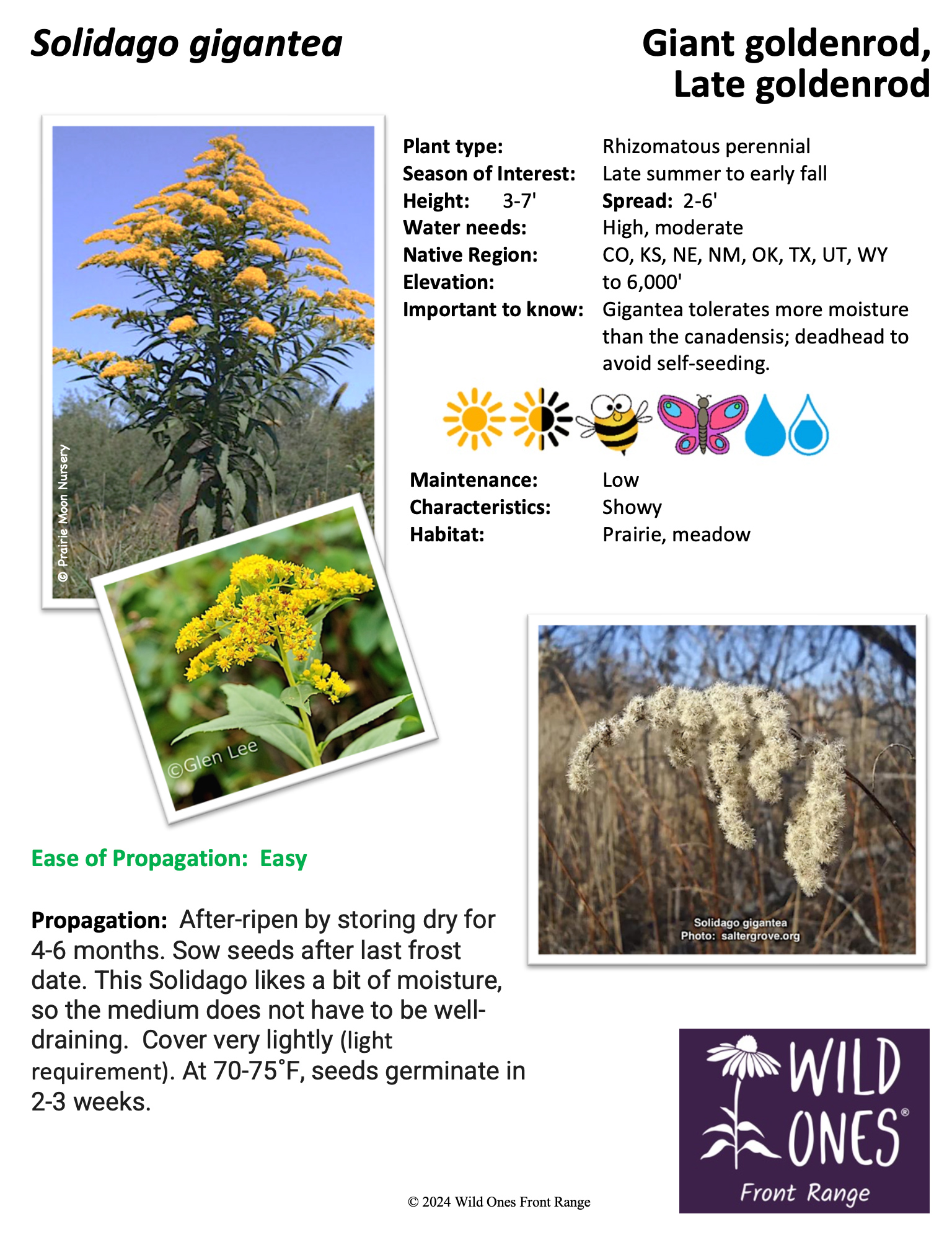 Solidago gigantea (Giant goldenrod/Late goldenrod)  – Forb – Native Plant Species Sheet