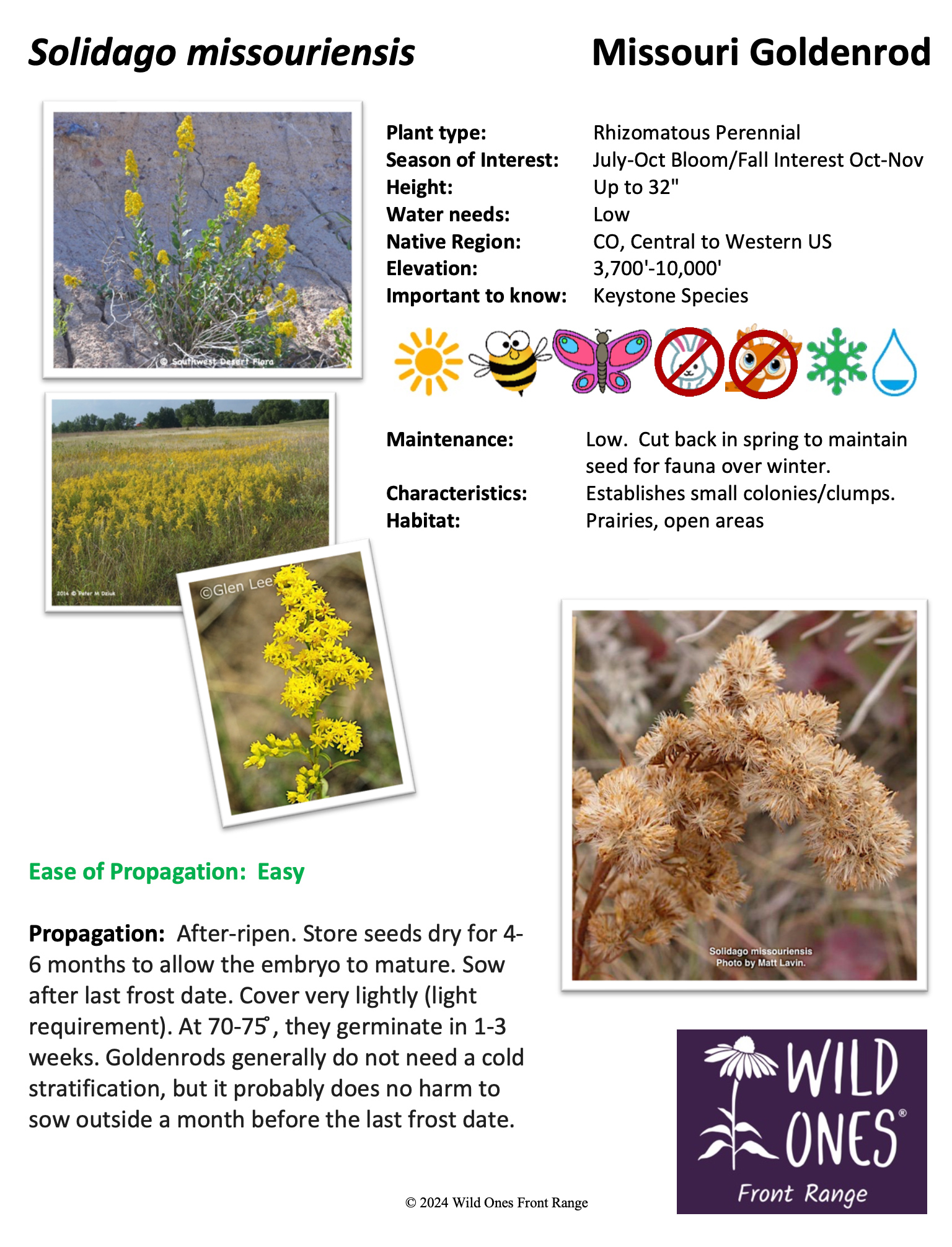 Solidago missouriensis (Missouri Goldenrod)   – Forb – Native Plant Species Sheet