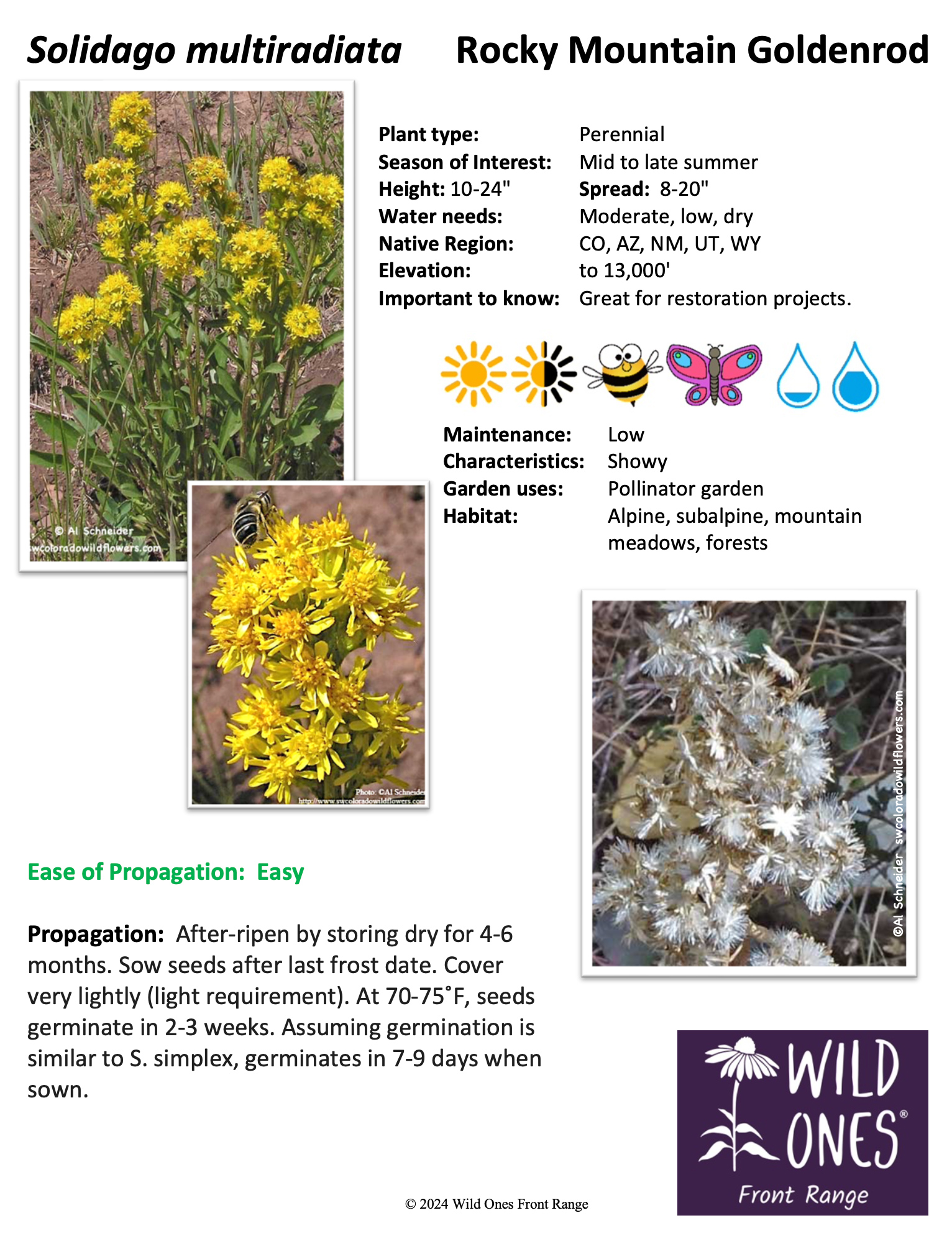 Solidago multiradiata (Rocky Mountain Goldenrod) – Forb – Native Plant Species Sheet