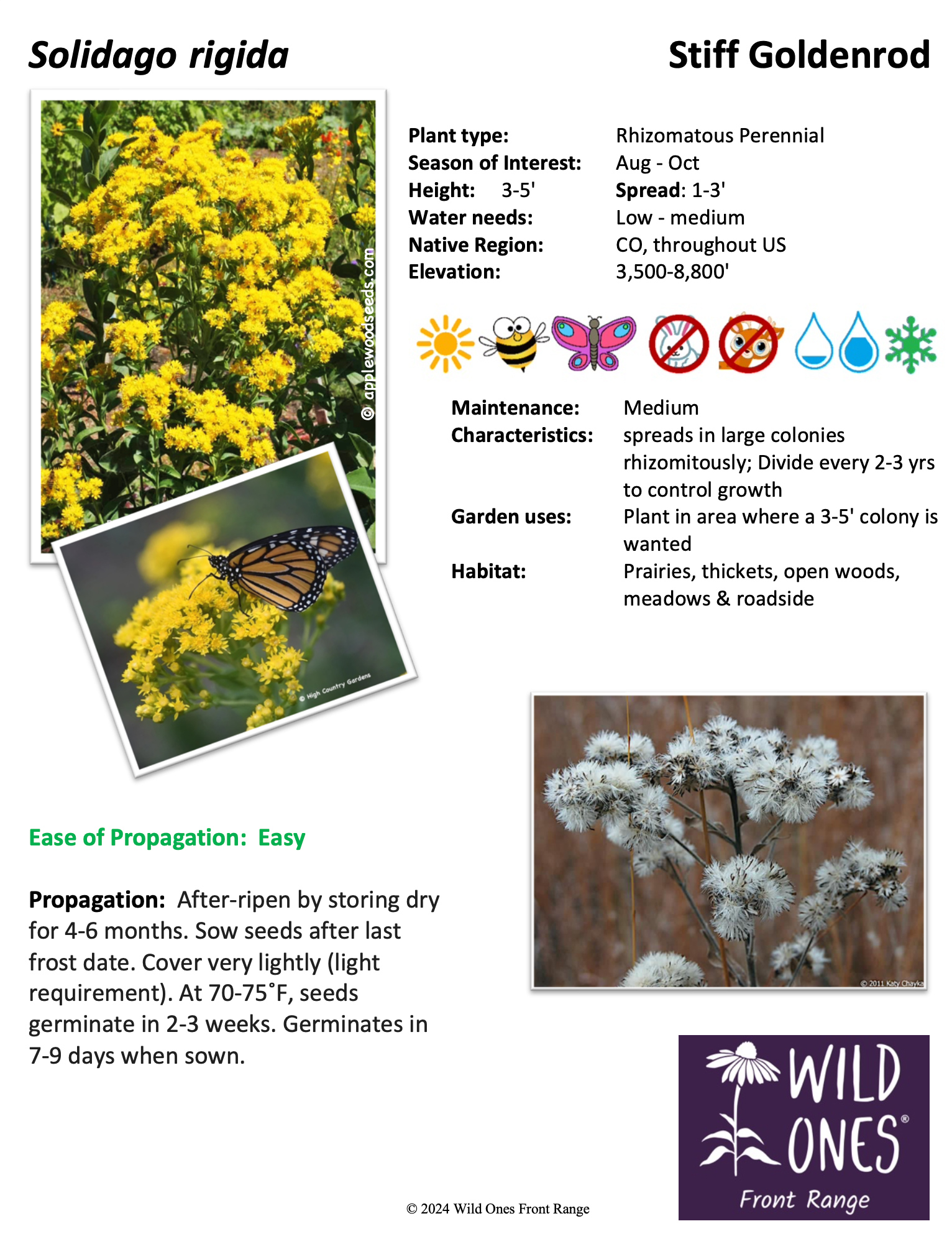 Solidago rigida (Rigid Goldenrod) – Forb – Native Plant Species Sheet ...