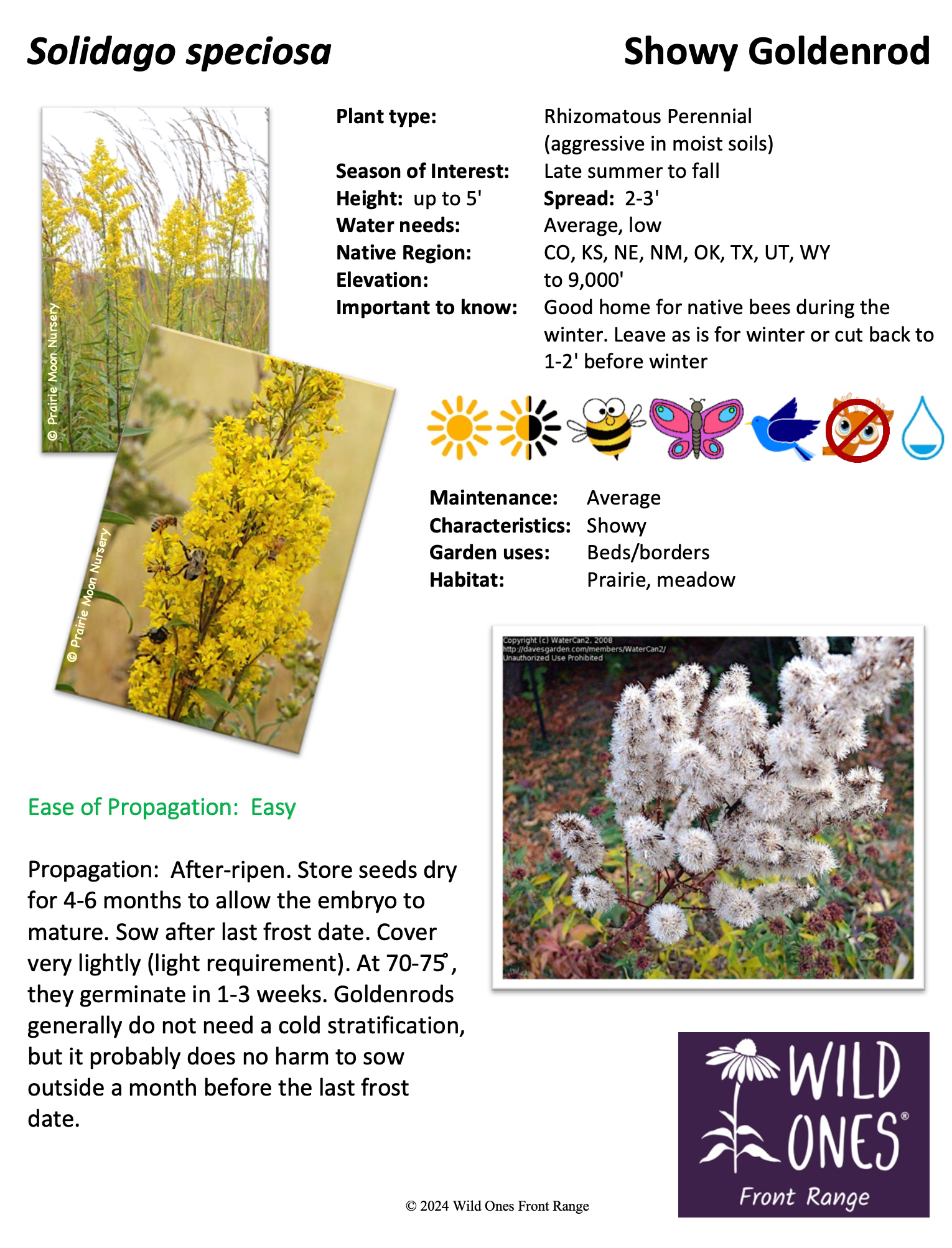 Solidago speciosa (Showy Goldenrod) – Forb – Native Plant Species Sheet