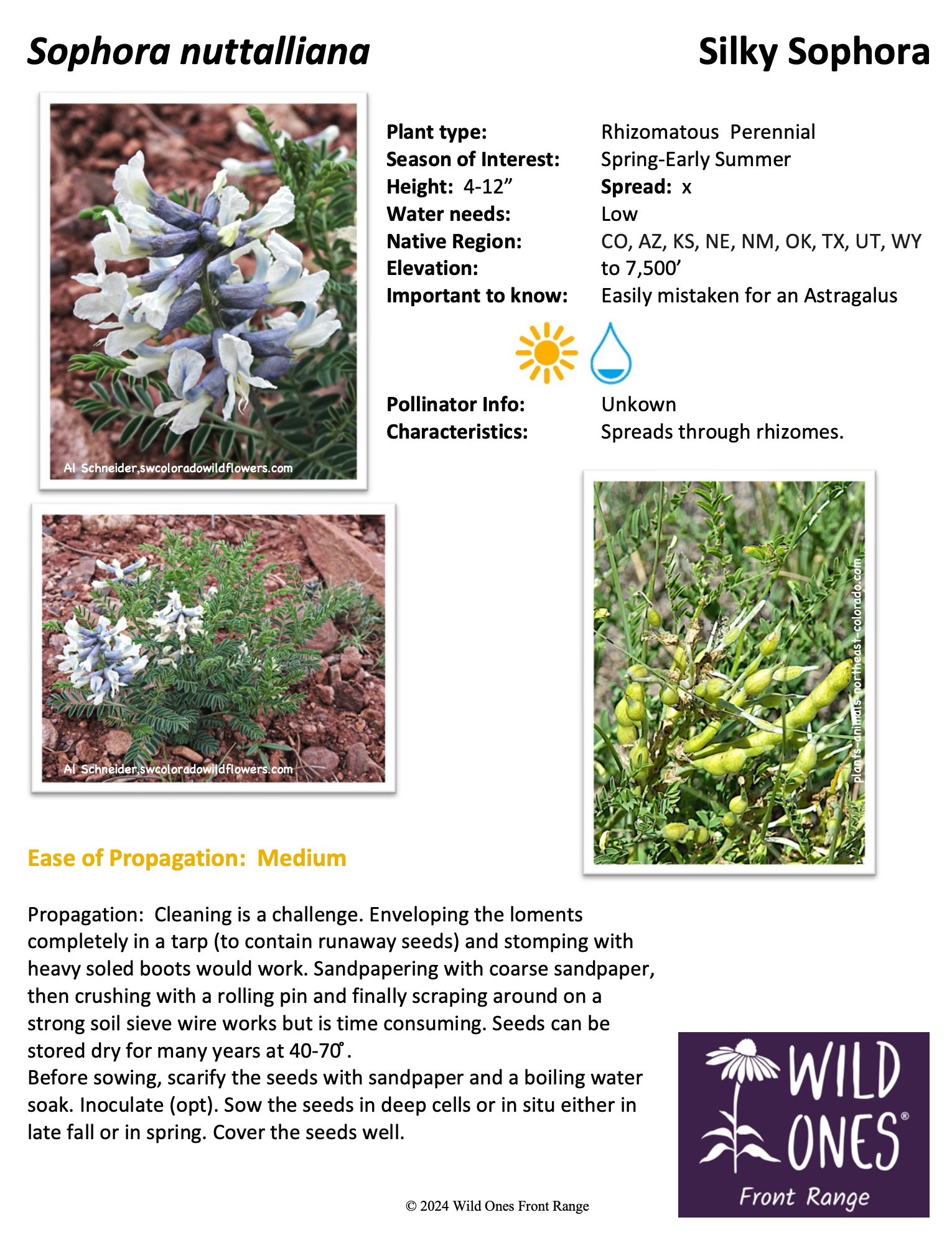 Sophora nuttalliana (Silky Sophora) – Forb – Native Plant Species Sheet