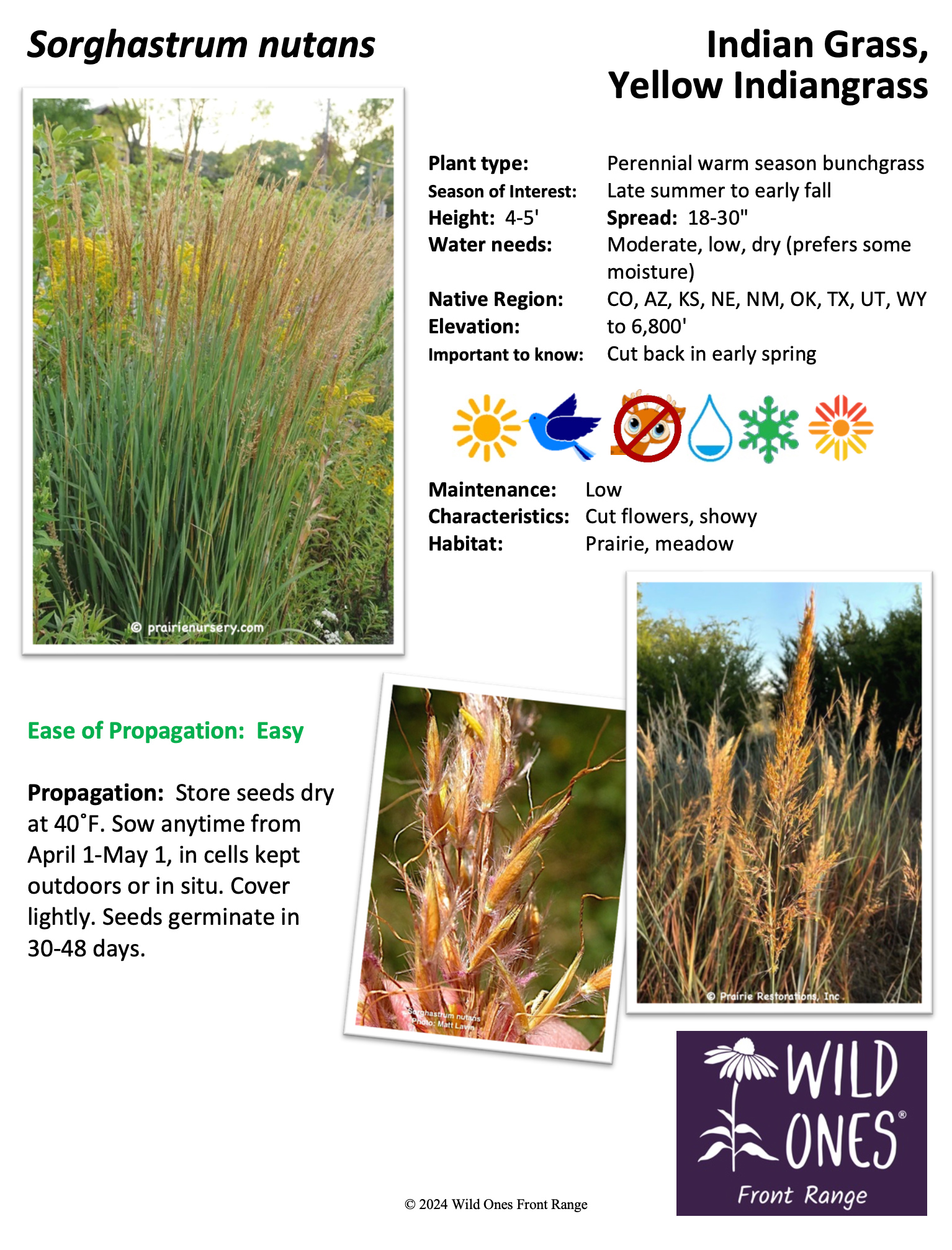 Sorghastrum nutans (Indian Grass, Yellow Indiangrass)  – Forb – Native Plant Species Sheet