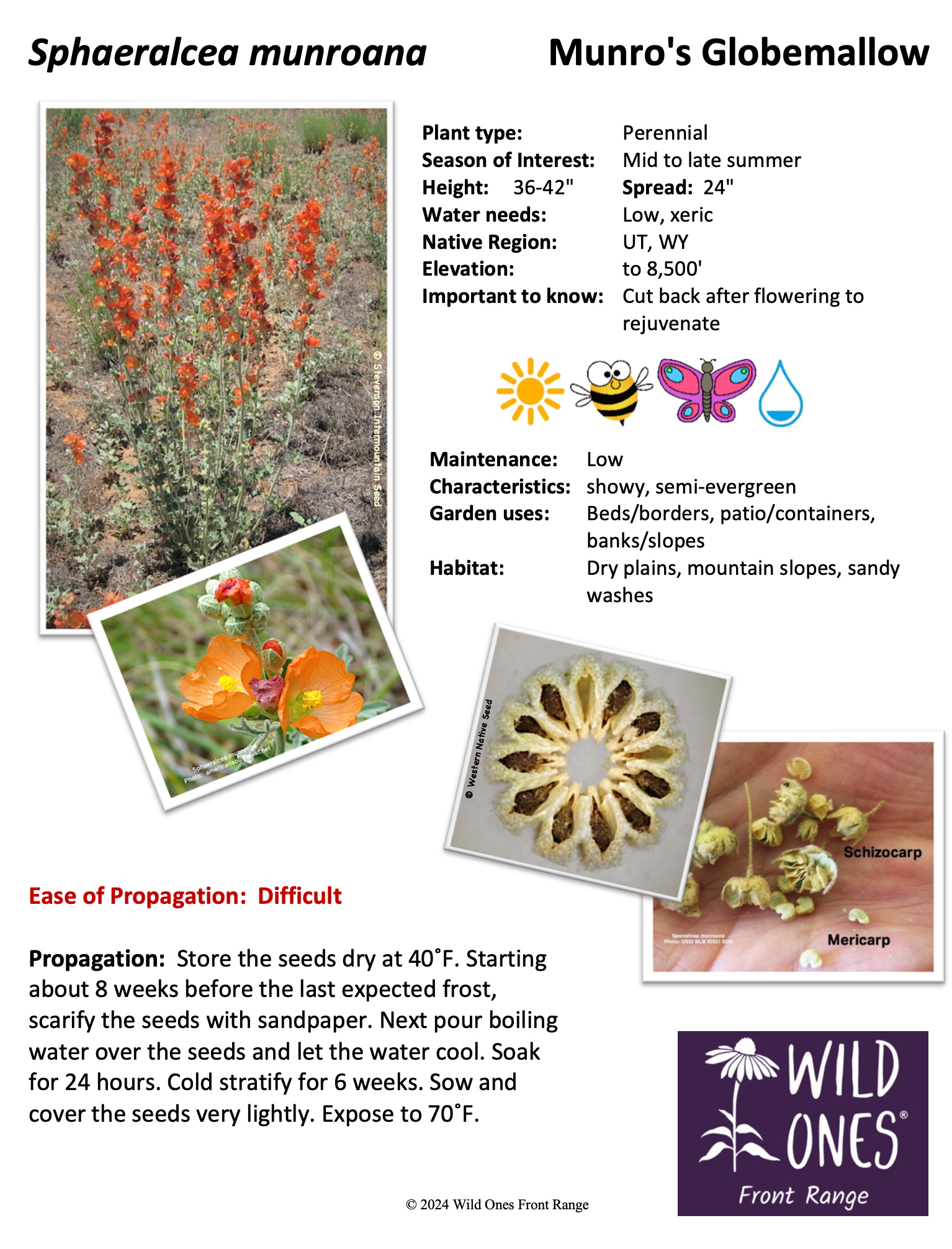 Sphaeralcea munroana (Munro's Globemallow)  – Forb – Native Plant Species Sheet