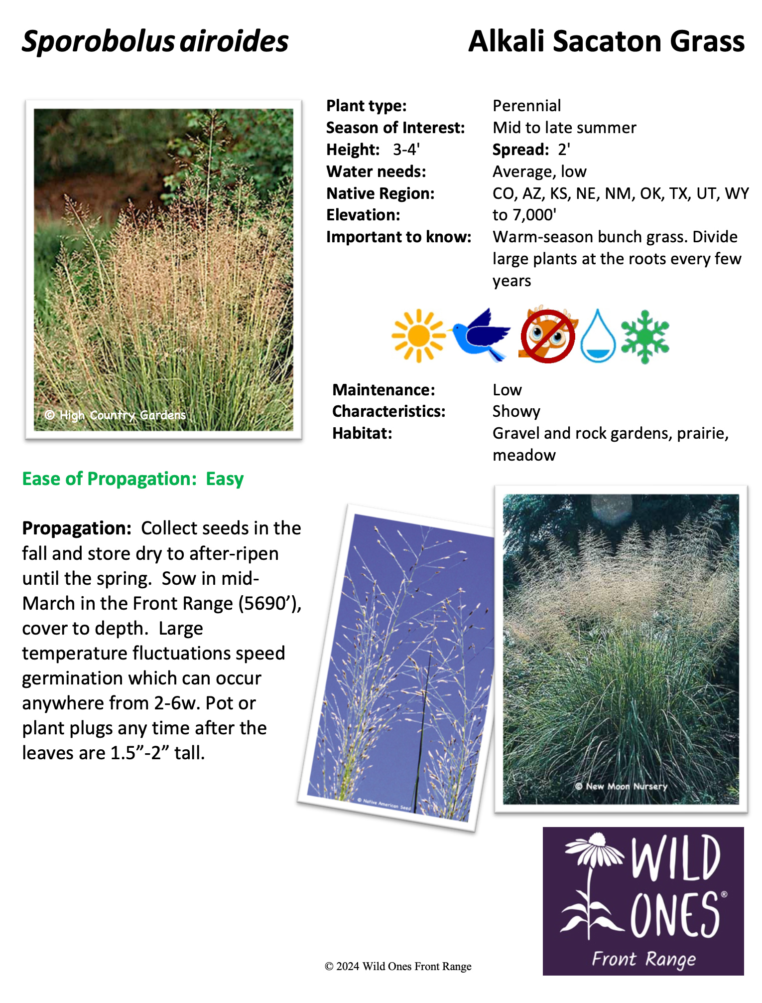 Sporobolus airoides (Alkali Sacaton Grass) – Forb – Native Plant Species Sheet 