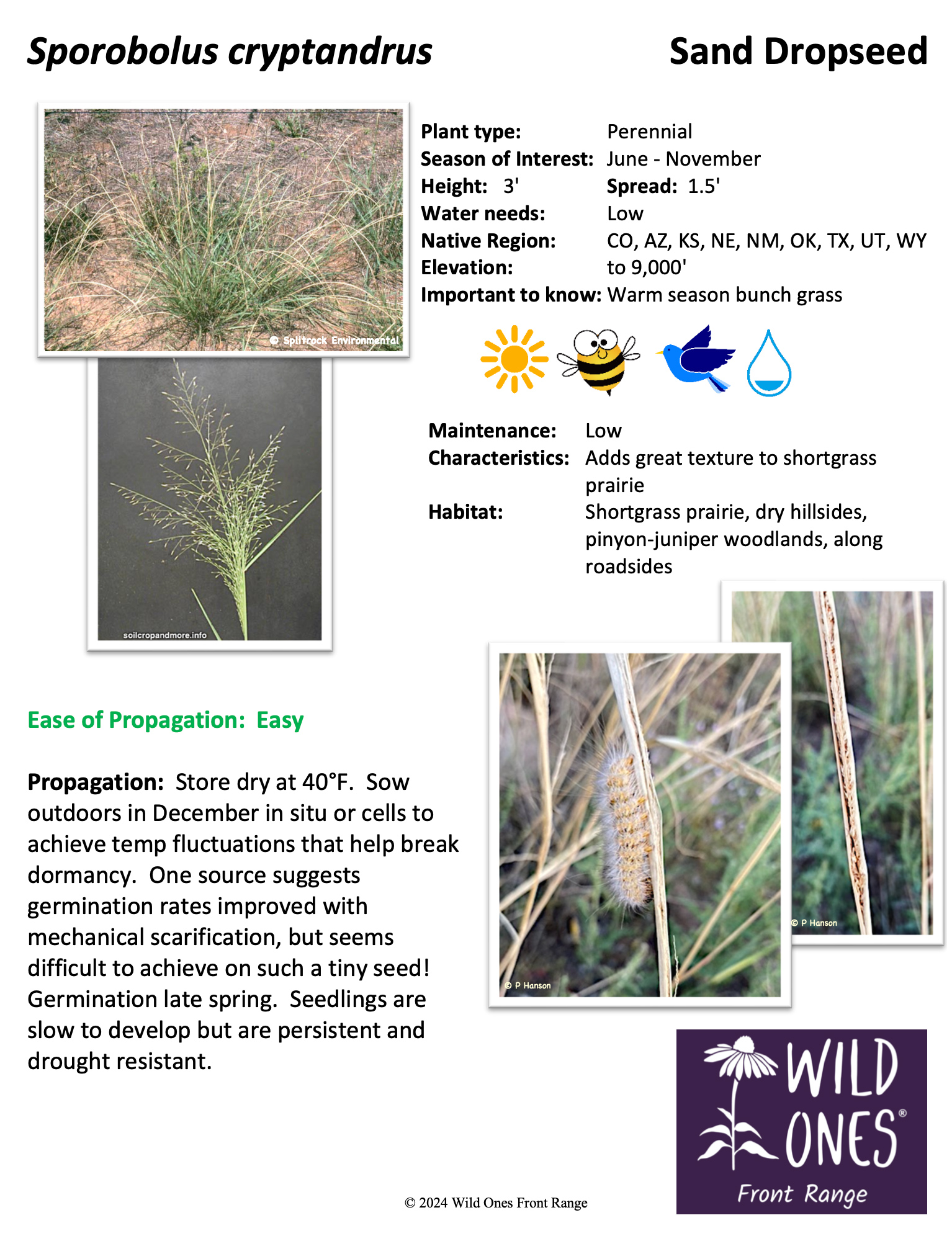 Sporobolus cryptandrus (Sand Dropseed) - Grass– Native Plant Species Sheet