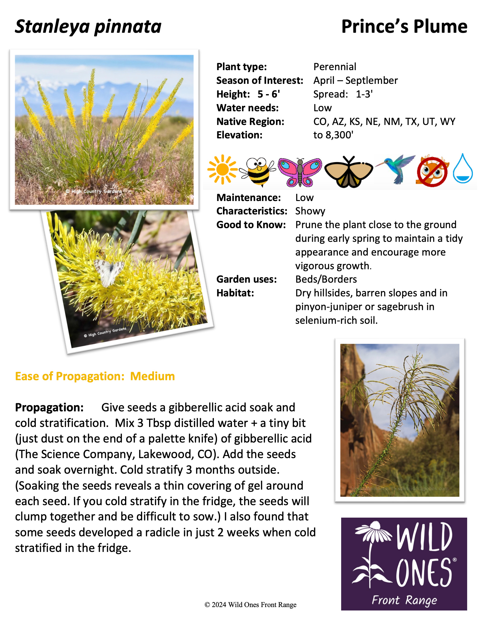 Stanleya pinnata (Prince's Plume) - Forb – Native Plant Species Sheet