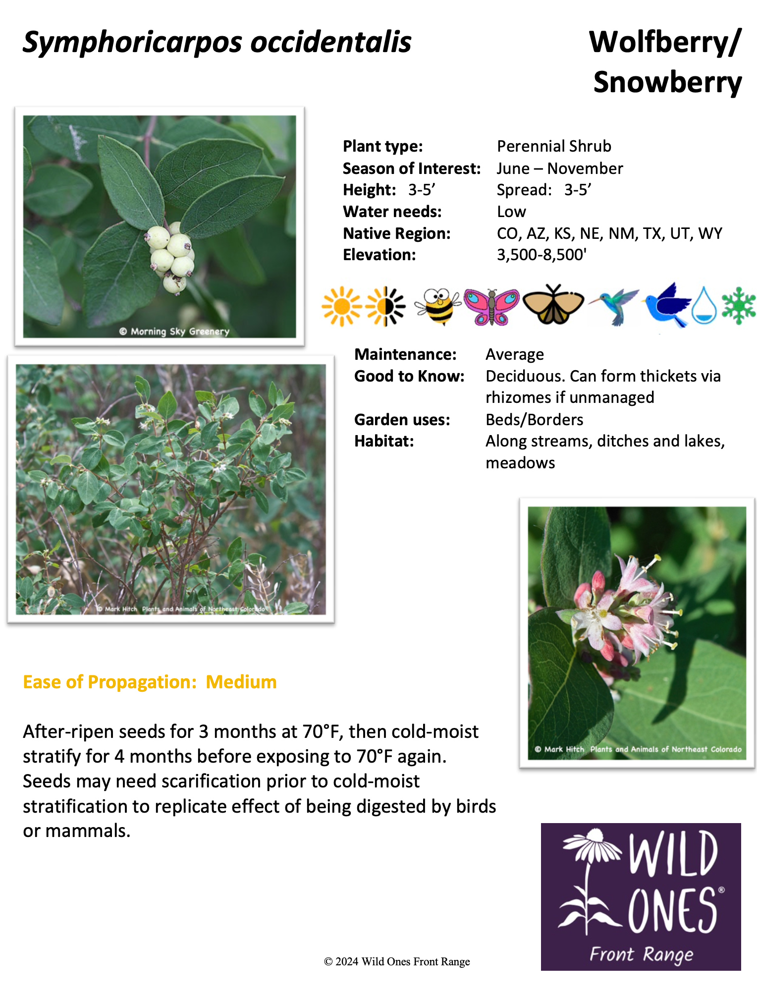 Symphoricarpus  occidentalis (Western Snowberry, Wolfberry) - Shrub – Native Plant Species Sheet