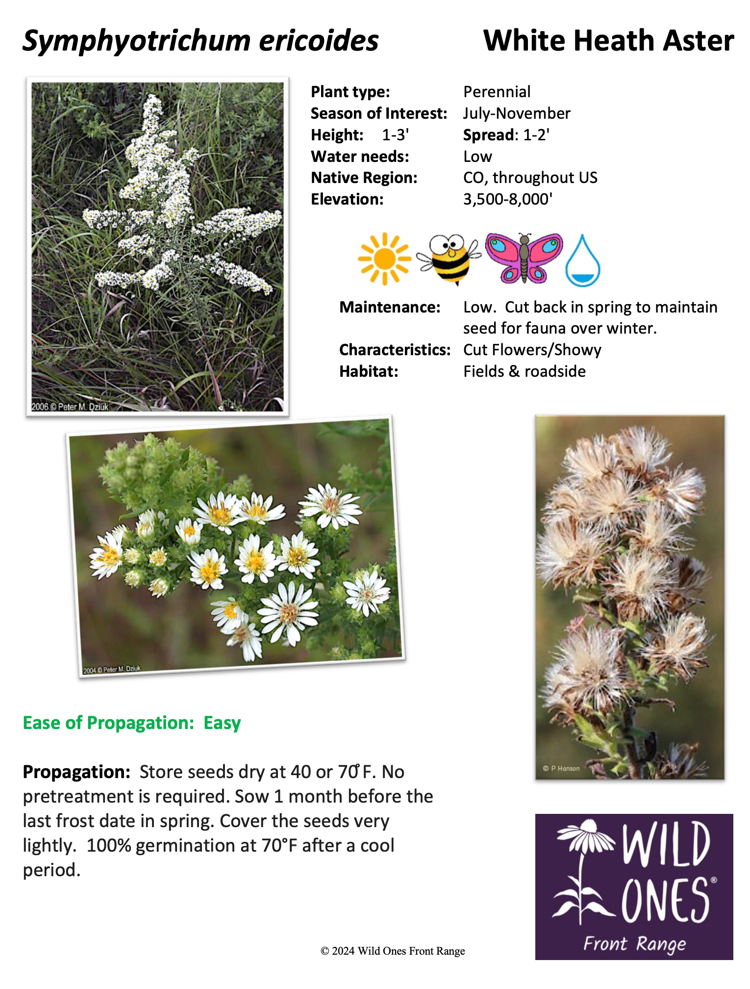 Symphyotrichum ericoides (White Heath Aster) – Forb – Native Plant Species Sheet
