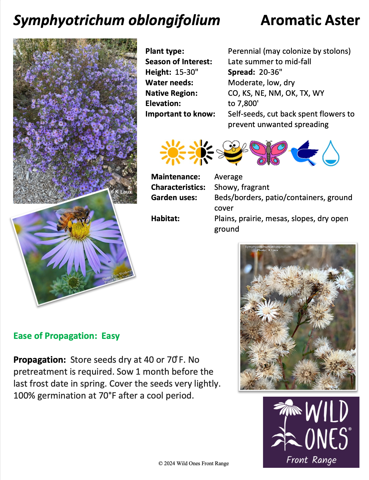 Symphyotrichum oblongifolium (Aromatic Aster) - Forb – Native Plant Species Sheet