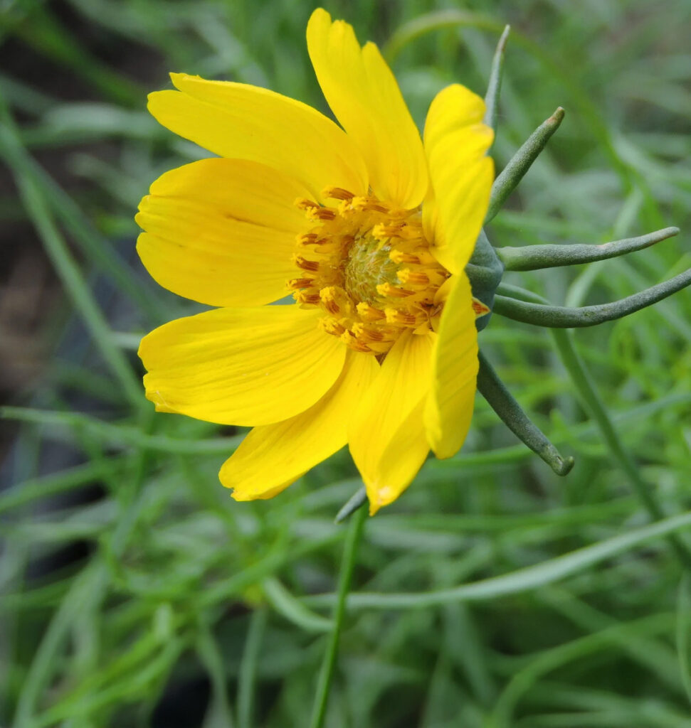 Thermopsis rhombifolia (Golden Banner) – Forb – Native Plant 
