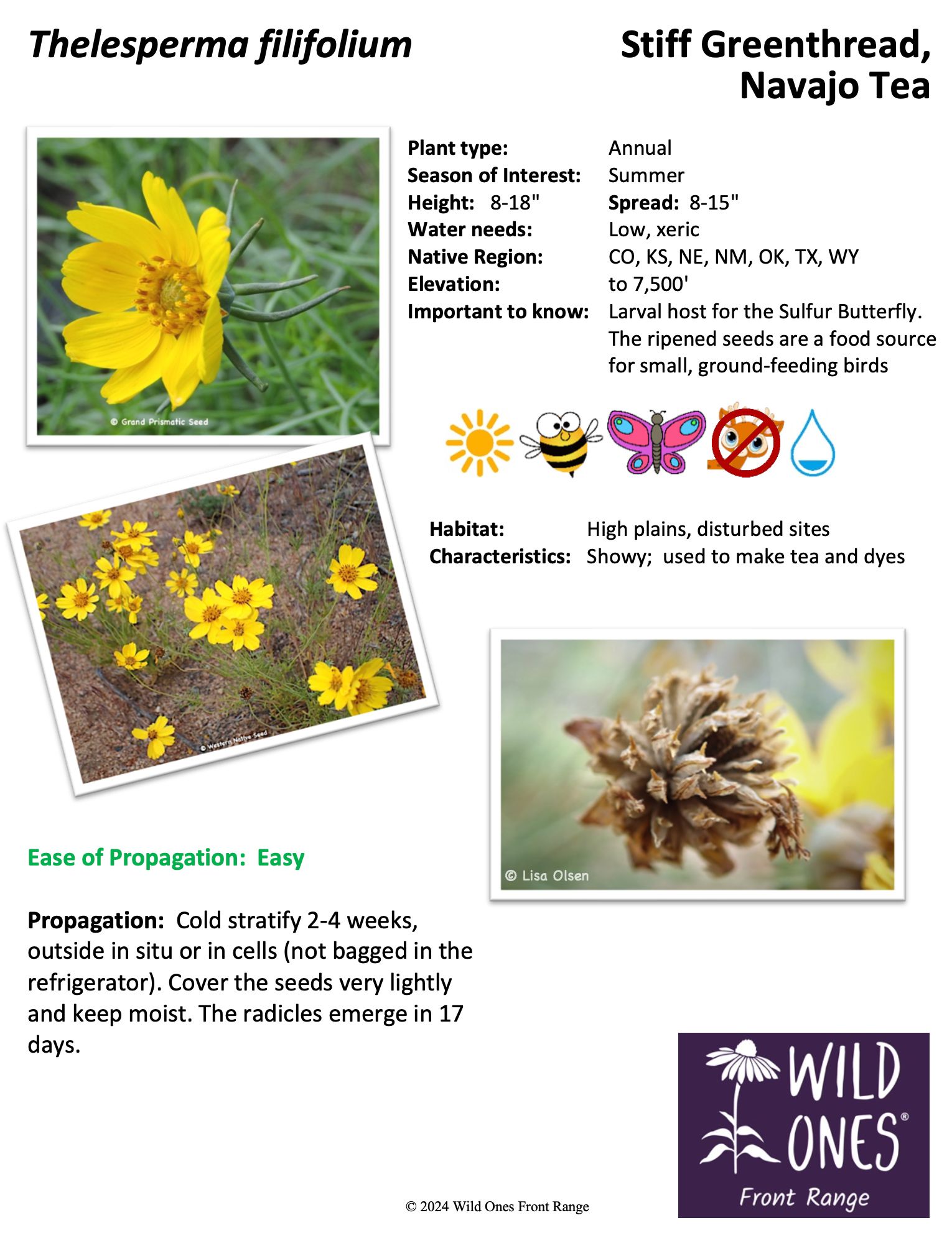 Thelesperma filifolium Stiff (Greenthread, Navajo Tea) - Forb – Native Plant Species Sheet