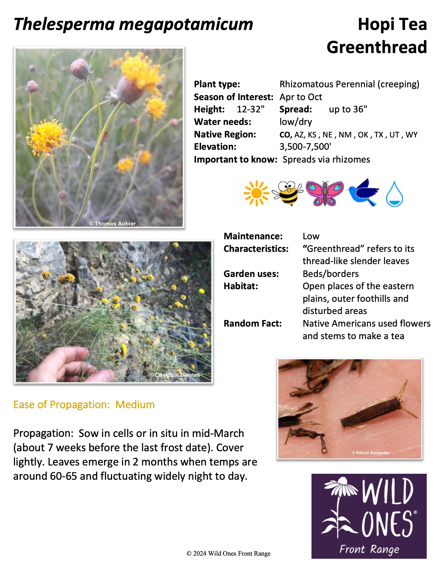 Thelesperma megapotamicum (Hopi Tea Greenthread) - Forb – Native Plant Species Sheet