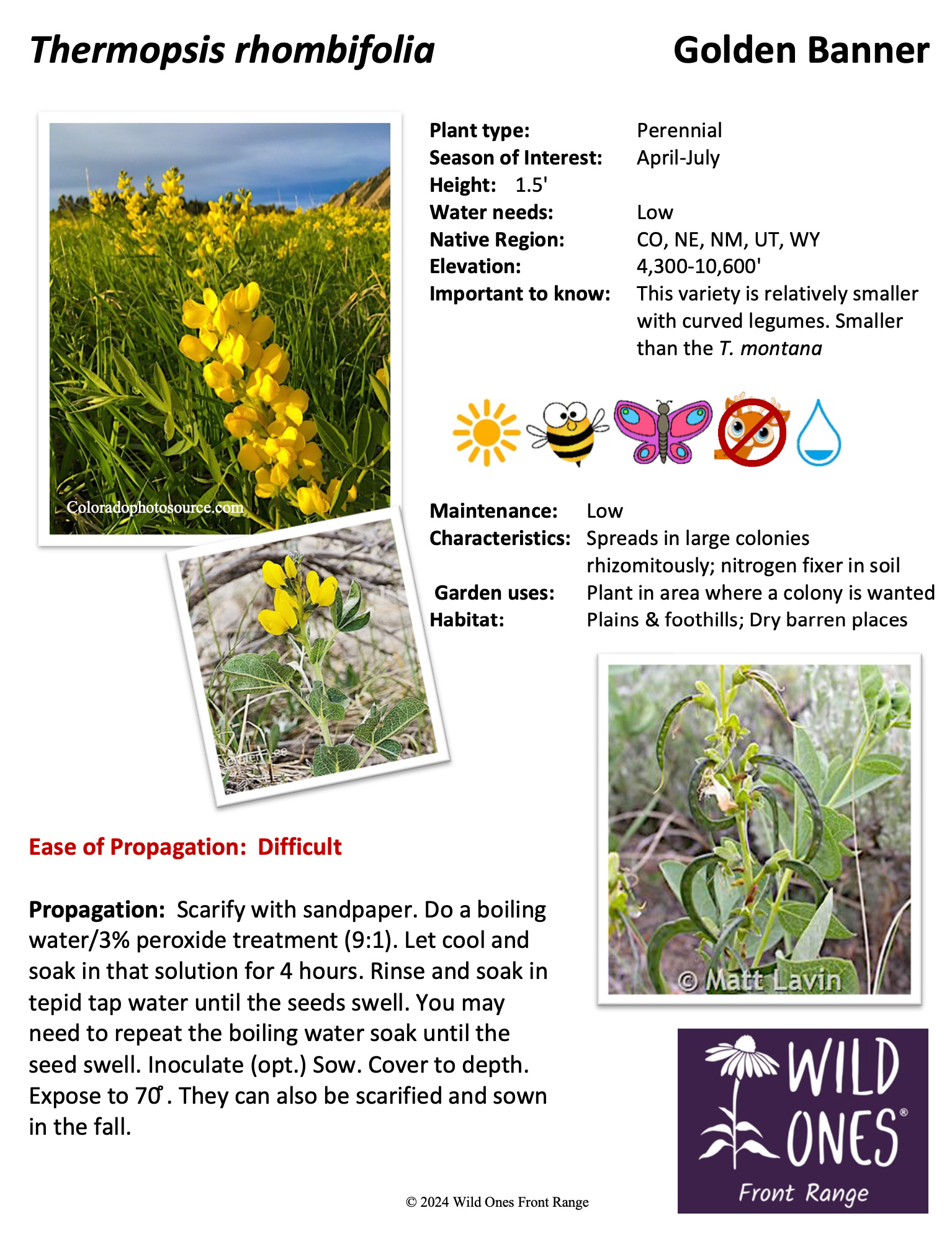 Thermopsis rhombifolia (Golden Banner) – Forb – Native Plant Species Sheet