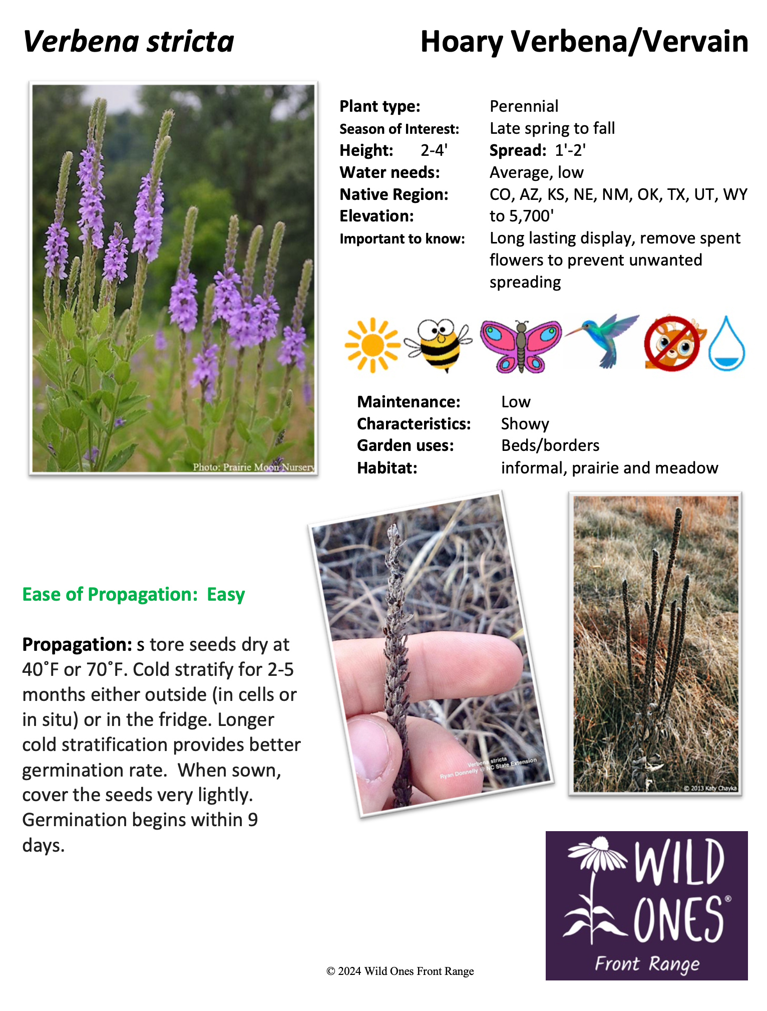 Verbena stricta (Hoary Verbena/Vervain) – Forb – Native Plant Species Sheet
