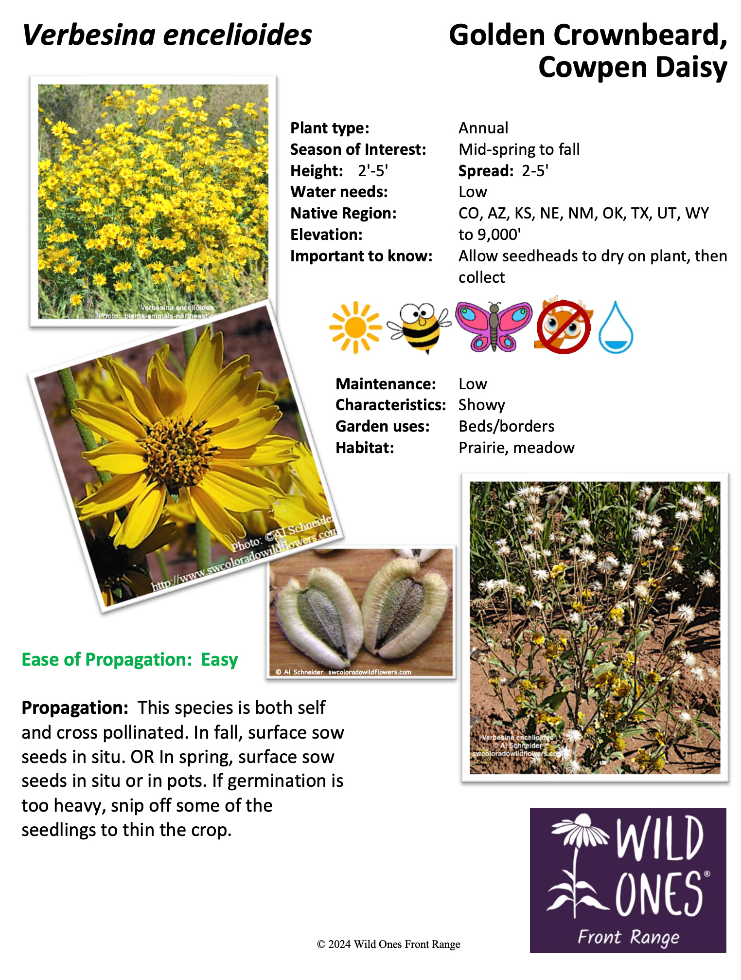 Verbesina encelioides (Golden Crownbeard, Cowpen Daisy) – Forb – Native Plant Species Sheet