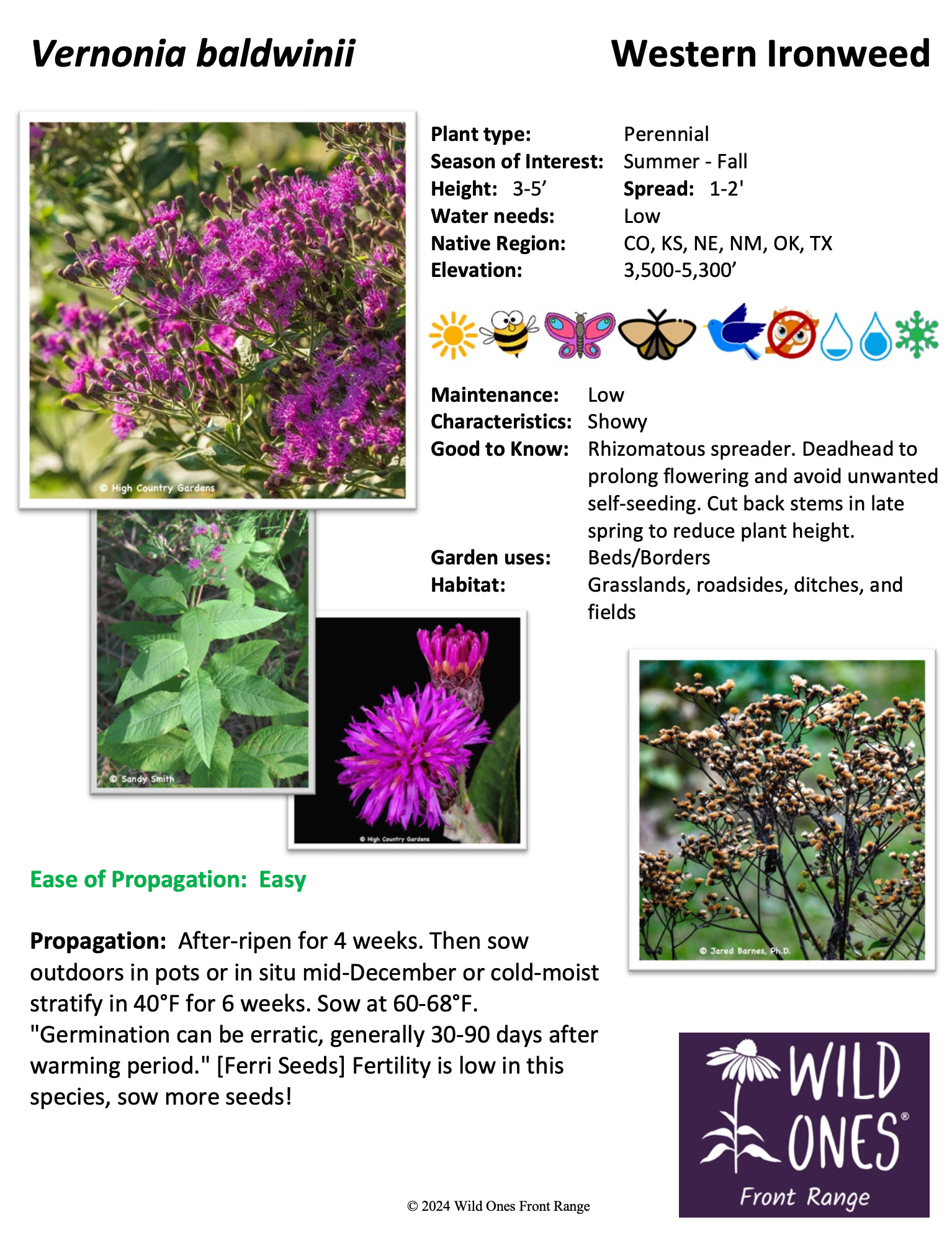 Vernonia baldwinii (Western Ironweed) – Forb – Native Plant Species Sheet