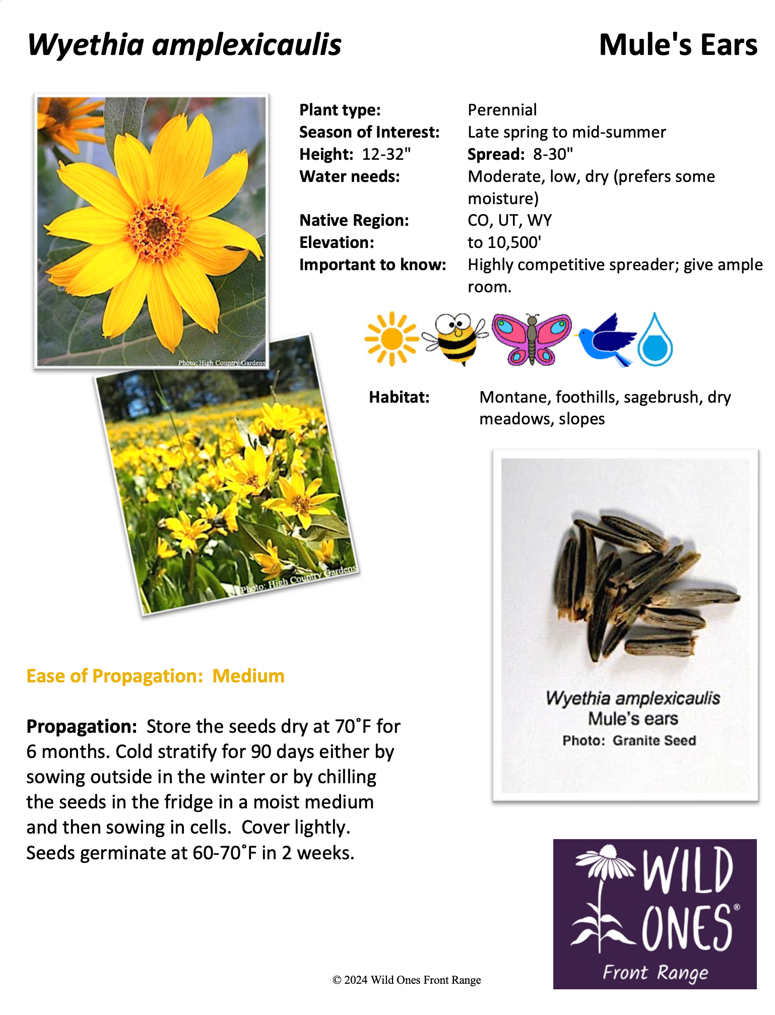 Wyethia amplexicaulis (Mule's Ears) – Forb – Native Plant Species Sheet