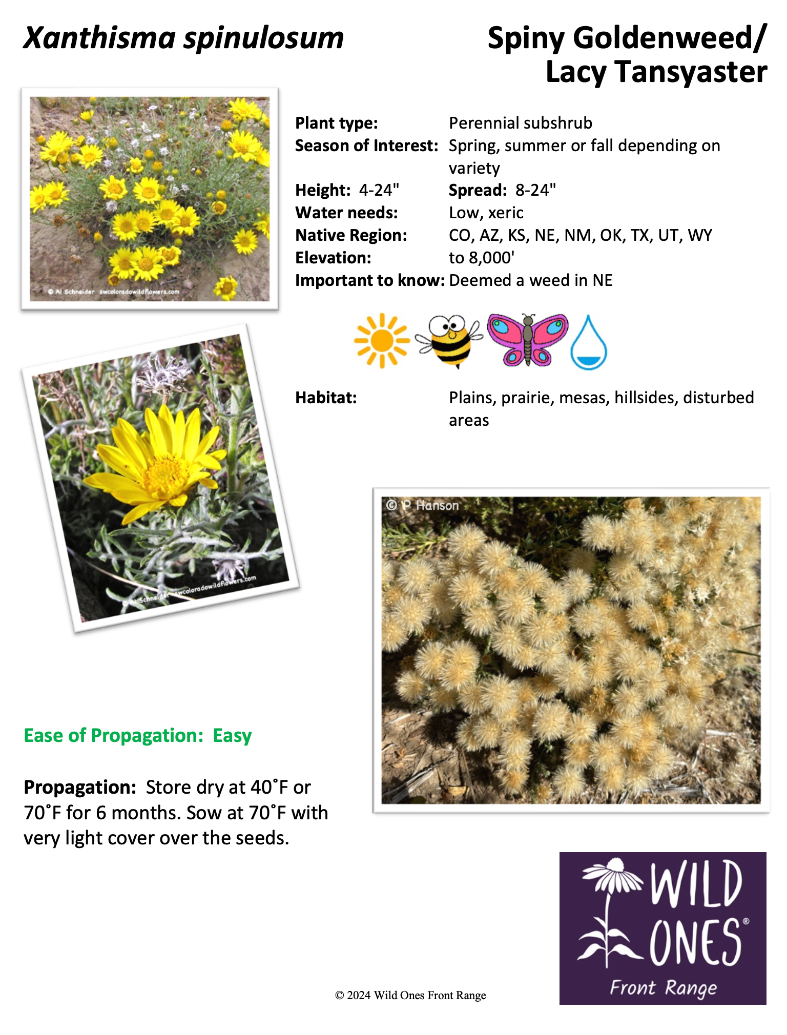 Xanthisma spinulosum (Spiny Goldenweed/Lacy Tansyaster) – Forb – Native Plant Species Sheet