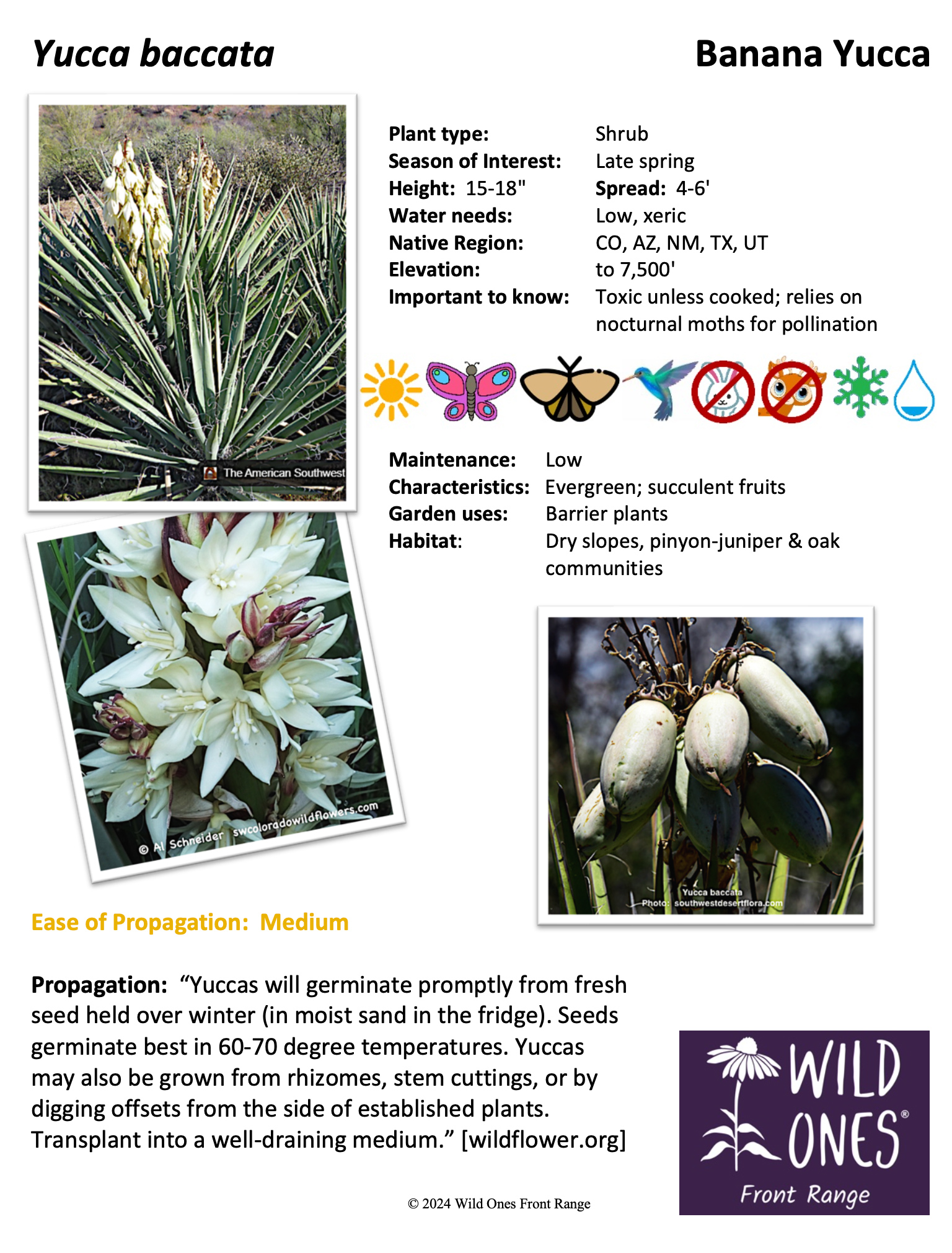 Yucca baccata (Banana Yucca) - Succulent – Native Plant Species Sheet