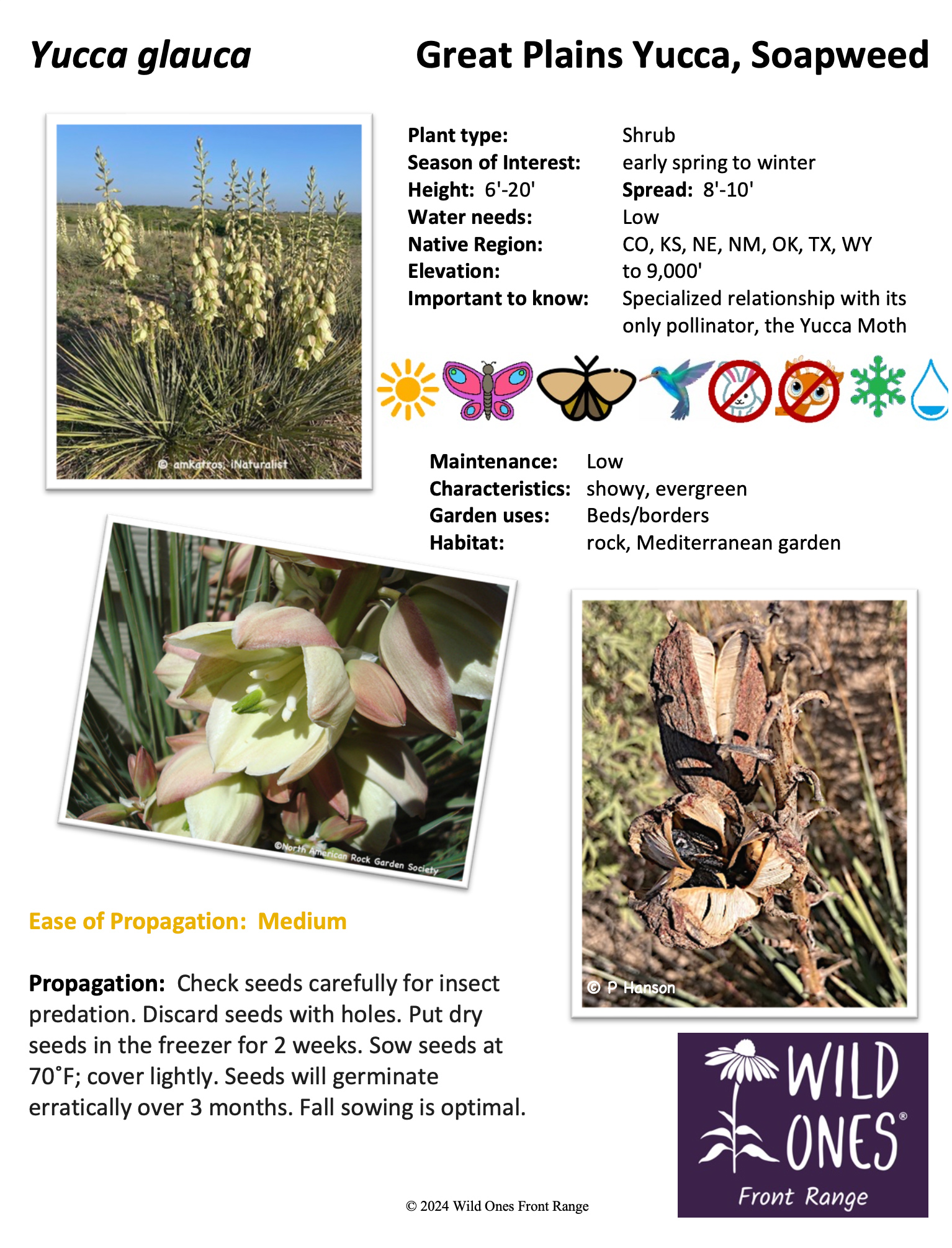 Yucca glauca (Great Plains Yucca, Soapweed) – Forb – Native Plant Species Sheet