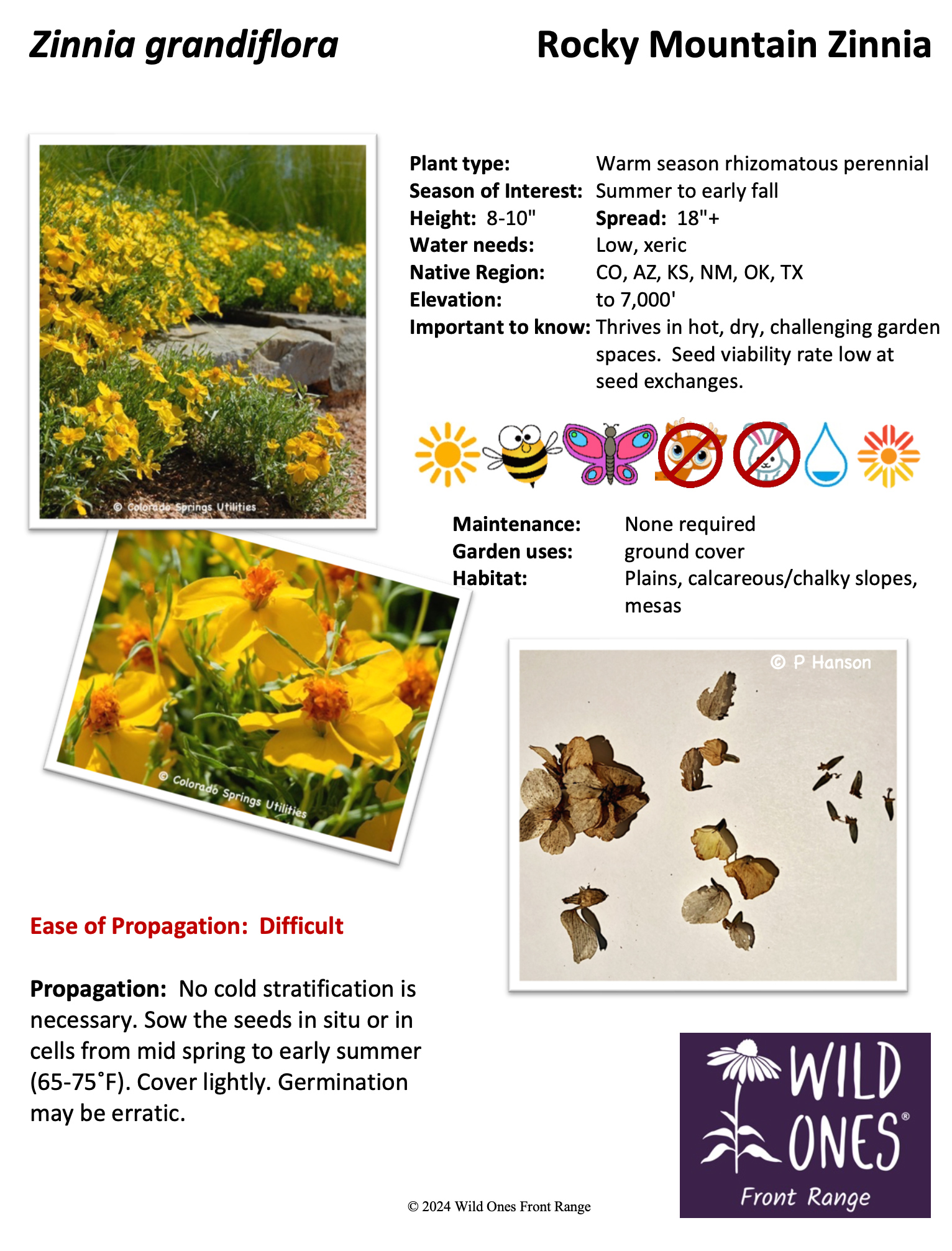 Zinnia grandiflora 'Gold on Blue' (Rocky Mountain Zinnia) – Forb – Native Plant Species Sheet