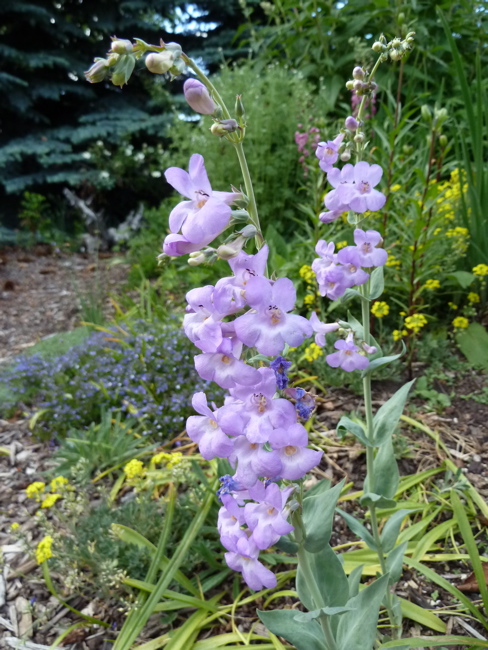 Penstemon secundiflorus (Sidebells Penstemon)
