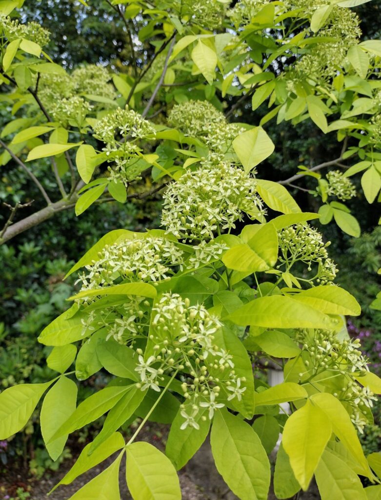 Ptelea trifoliata (Hop tree, wafer ash)