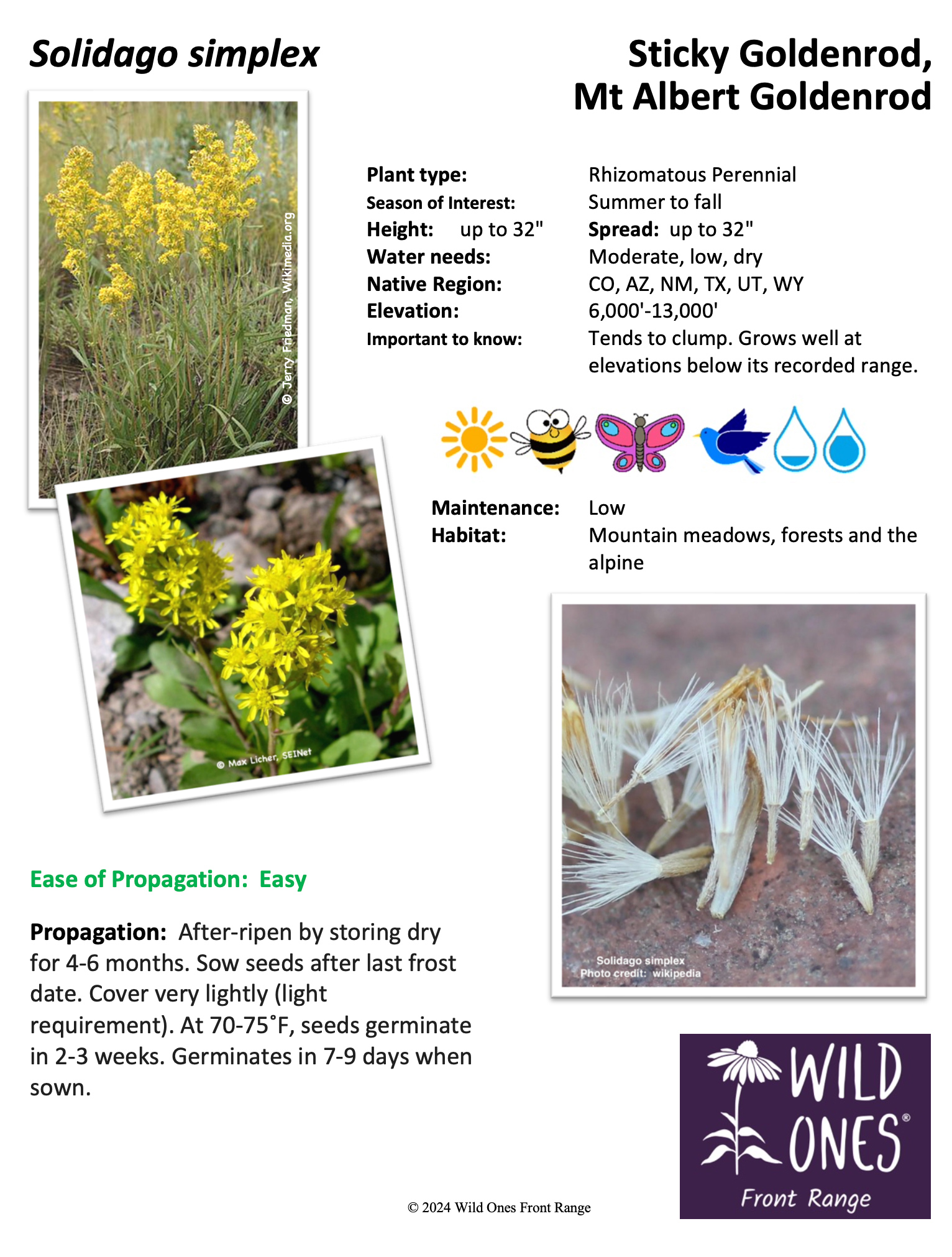 Solidago simplex (Sticky Goldenrod, Mt Albert Goldenrod) – Forb – Native Plant Species Sheet